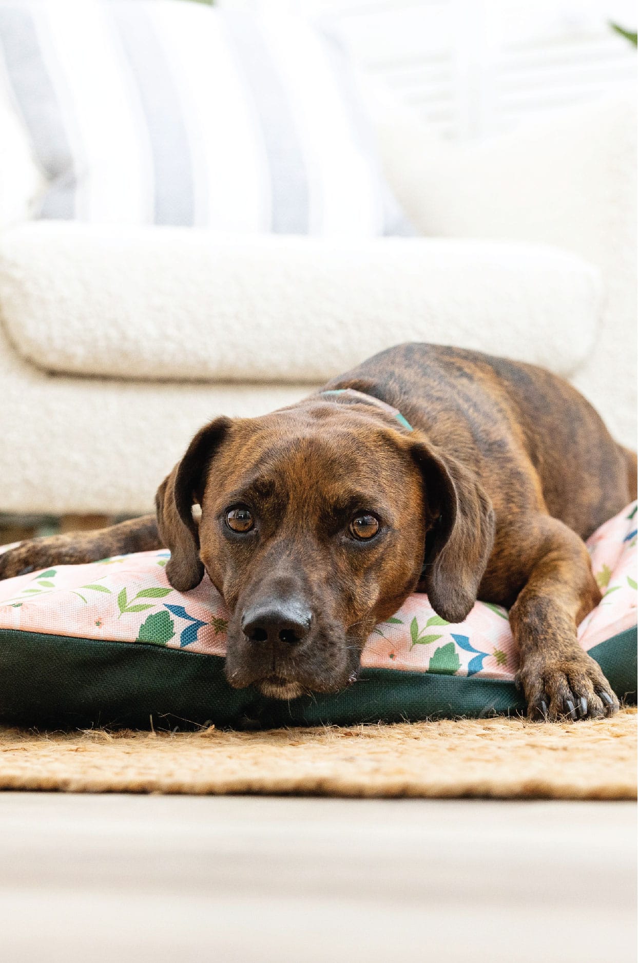 Astrid Dog Bed | Pink Papyrus