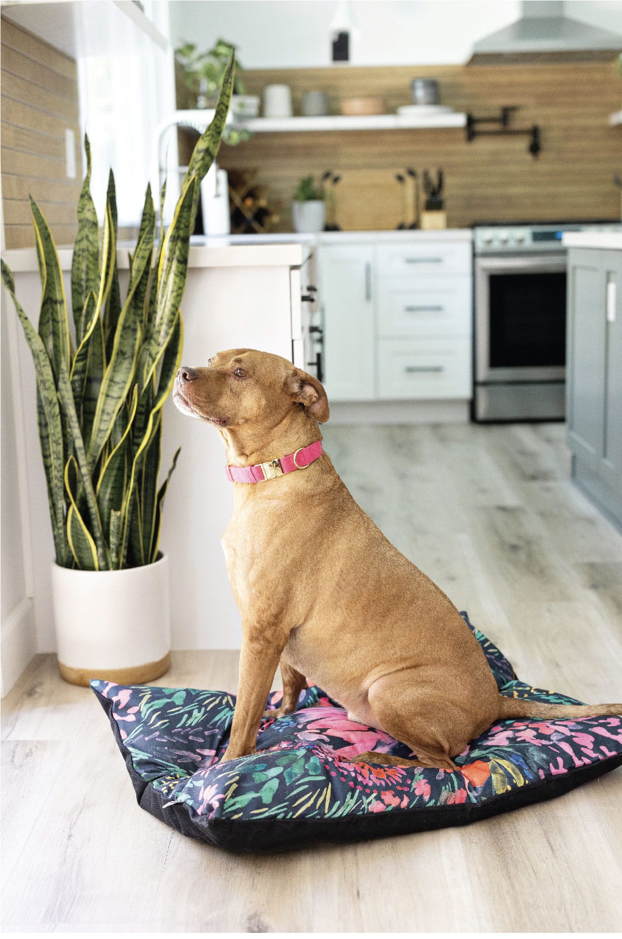 Bella Dog Bed | Pink Papyrus