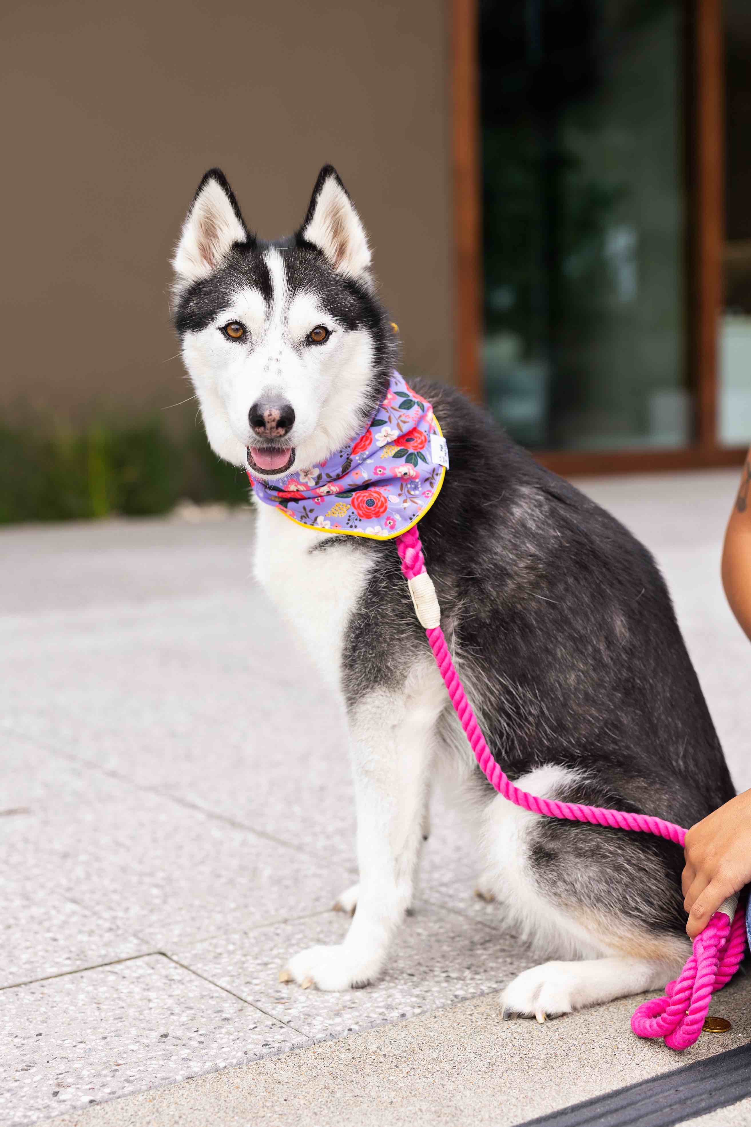 Vera Dog Bandana | Pink Papyrus