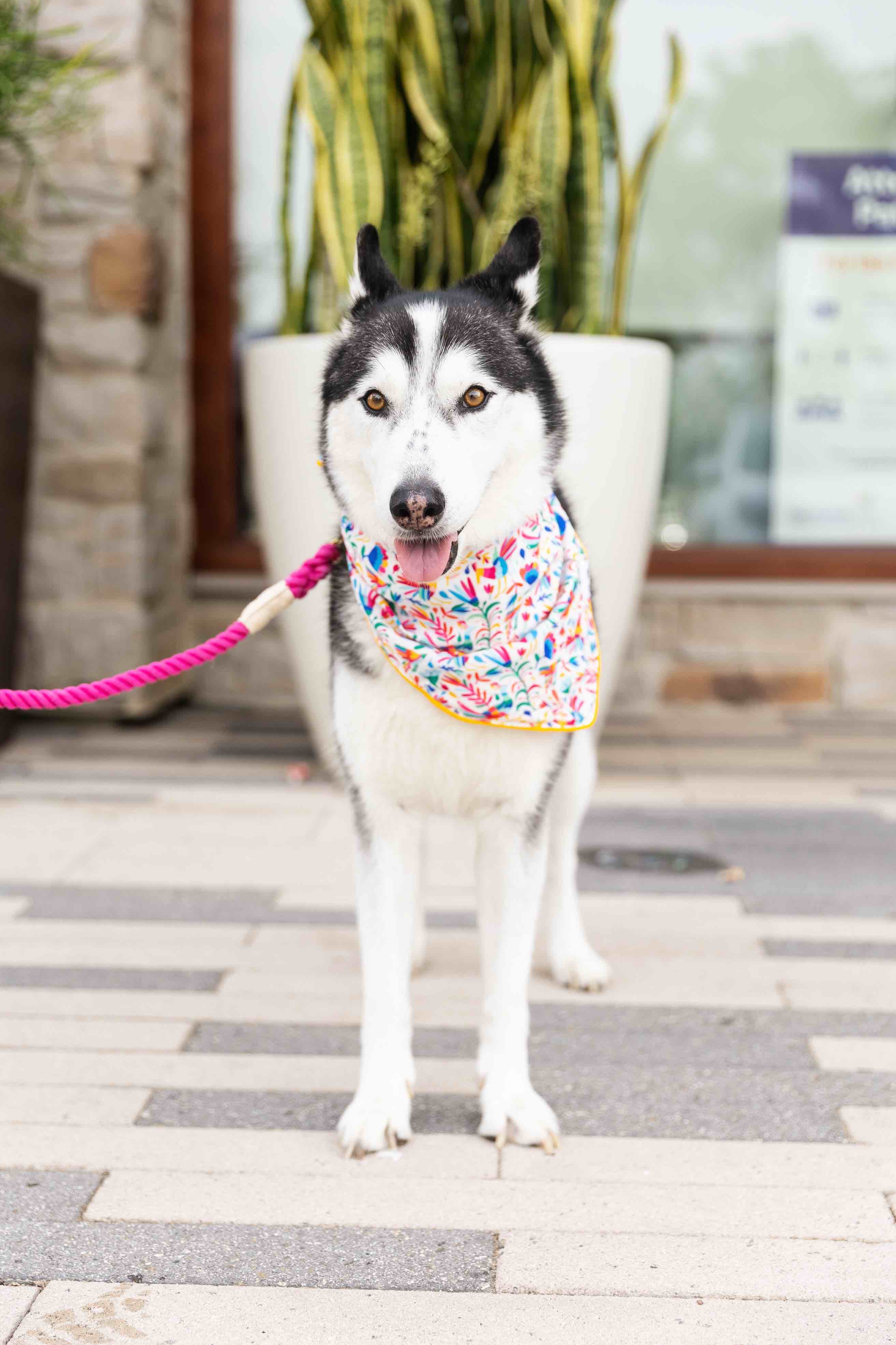 Yesenia Dog Bandana | Pink Papyrus