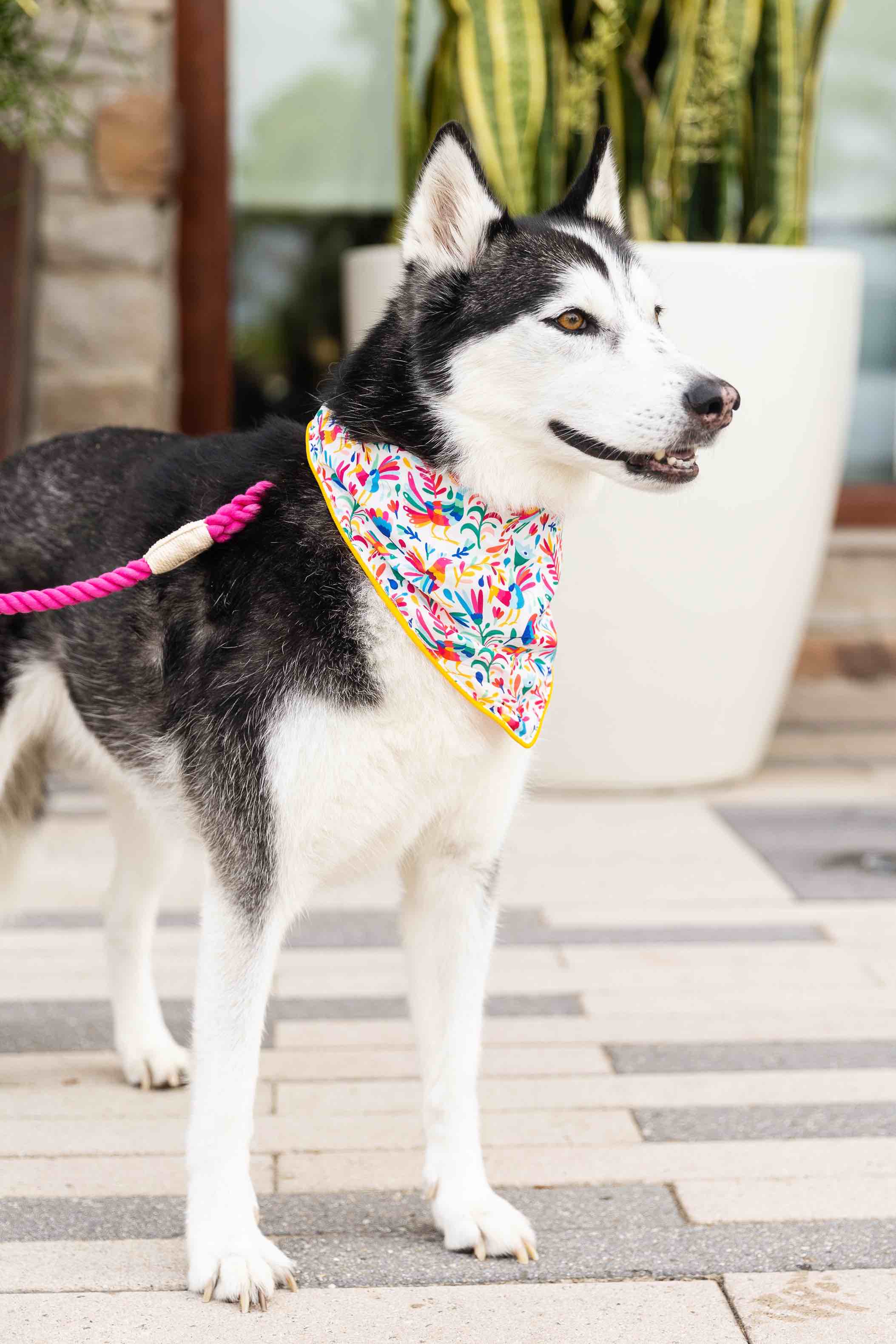Yesenia Dog Bandana | Pink Papyrus