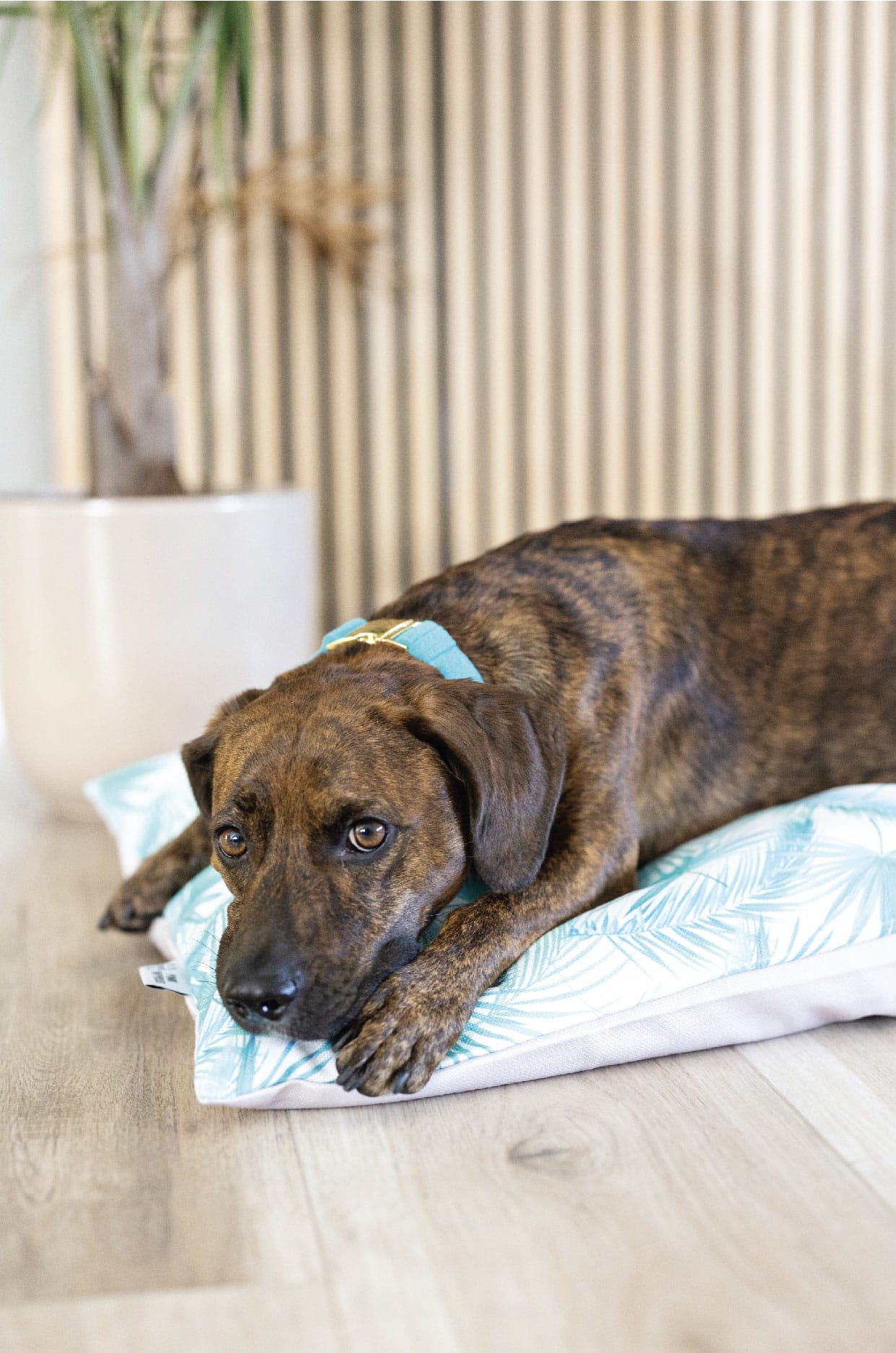 Capri Dog Bed | Pink Papyrus