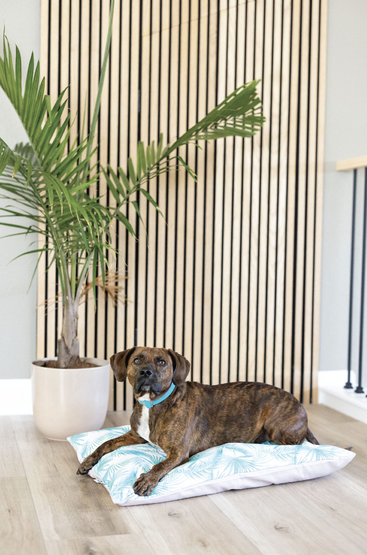 Capri Dog Bed | Pink Papyrus