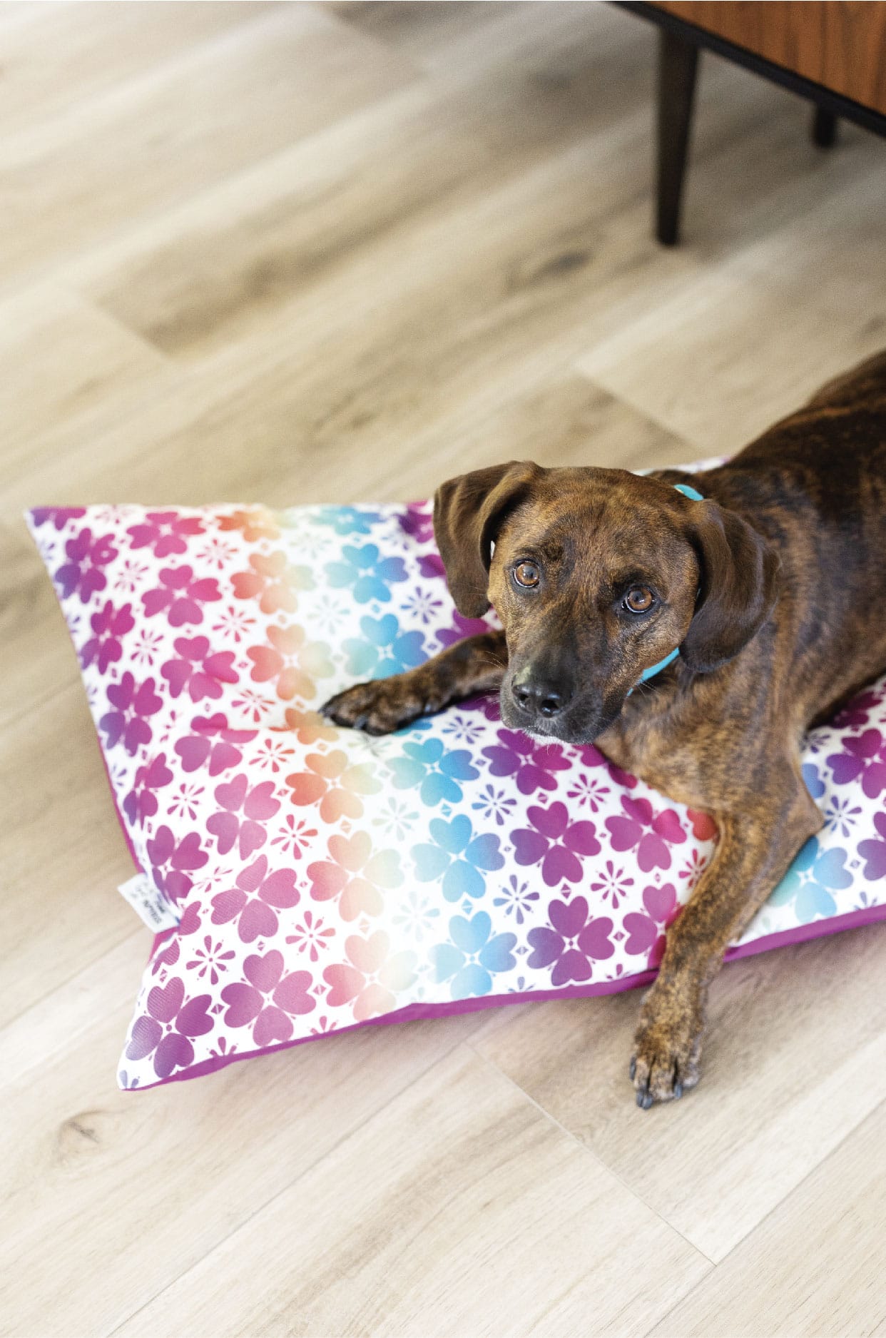 Everly Dog Bed | Pink Papyrus