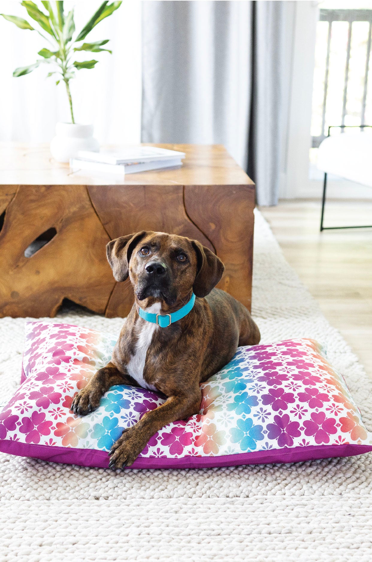 Everly Dog Bed