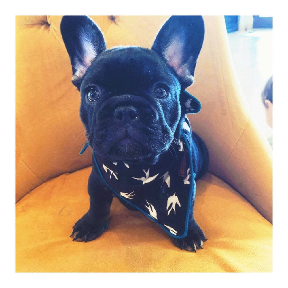 Alex Dog Bandana