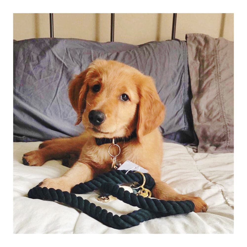 Kerry Rope Dog Leash