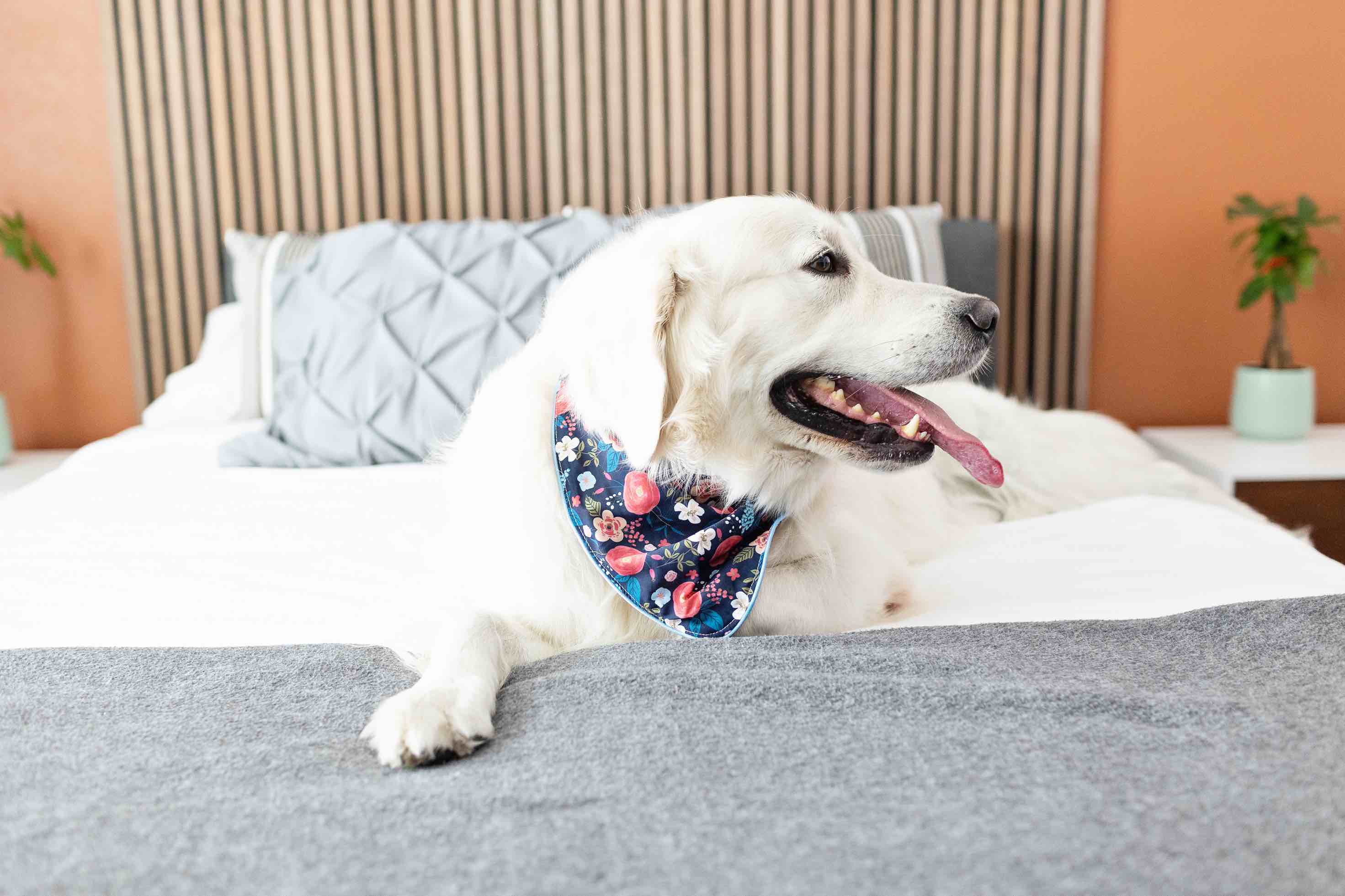 Riley Dog Bandana | Pink Papyrus
