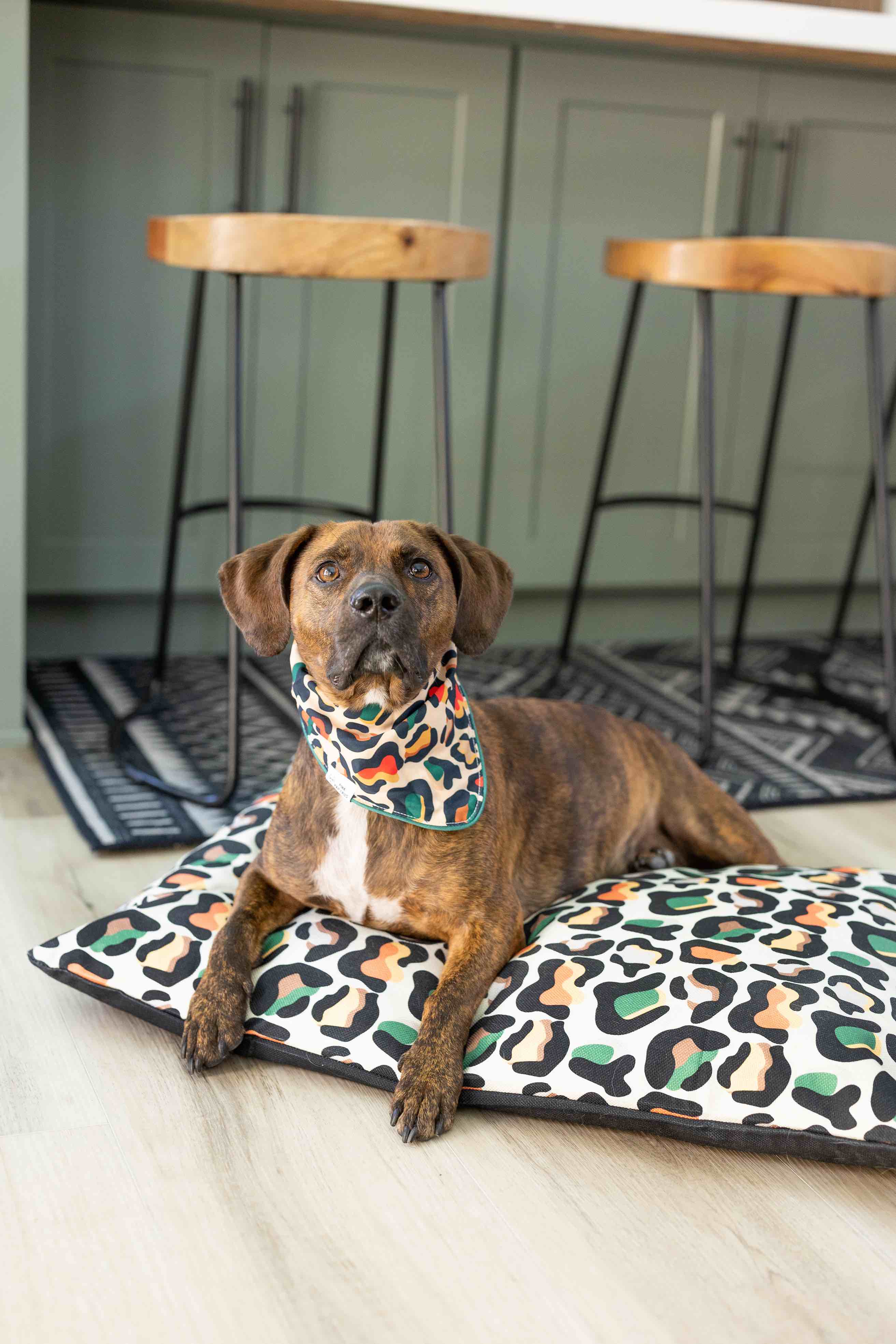 Beckett Dog Bandana | Pink Papyrus