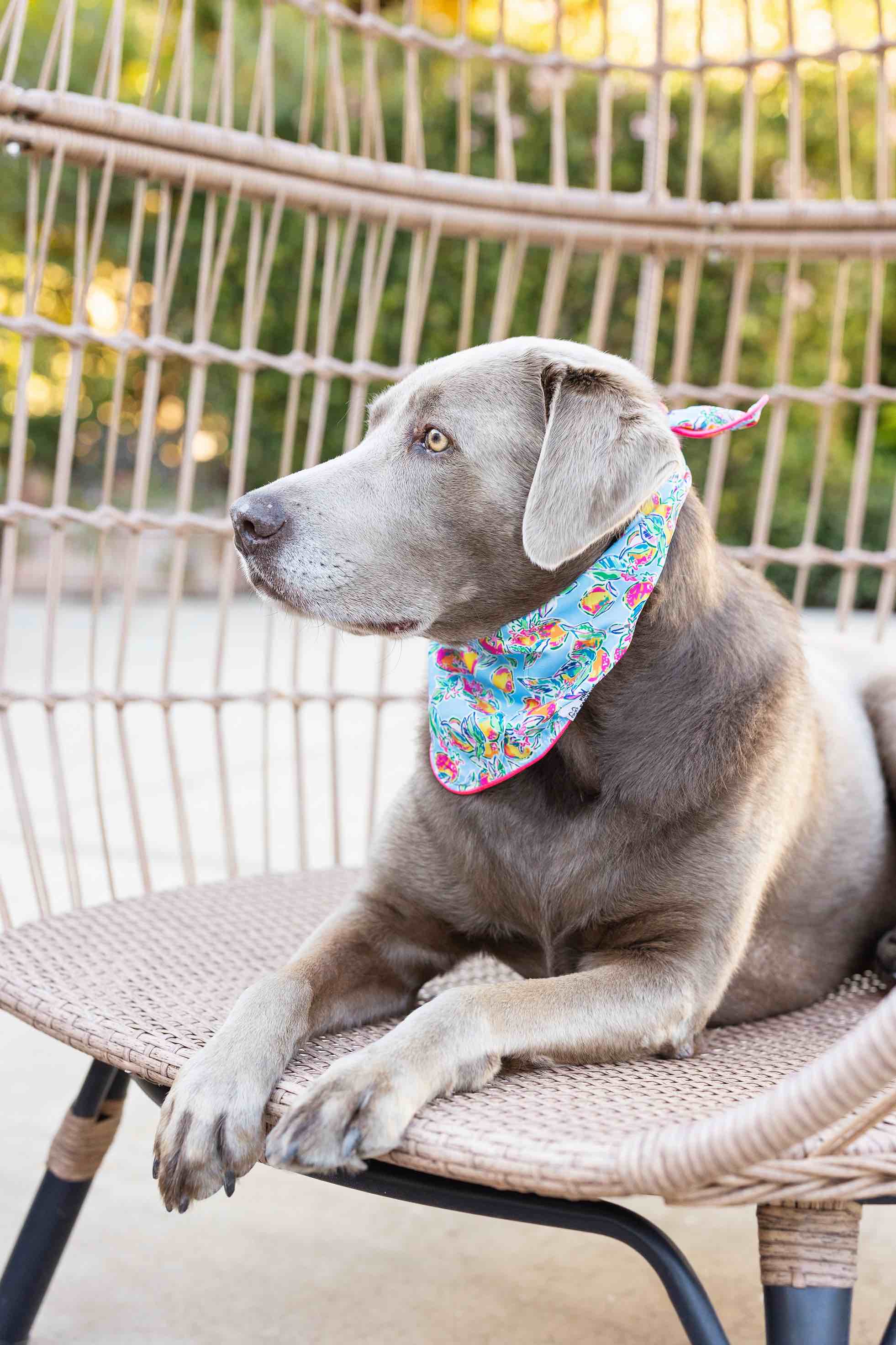 Tillie Dog Bandana | Pink Papyrus