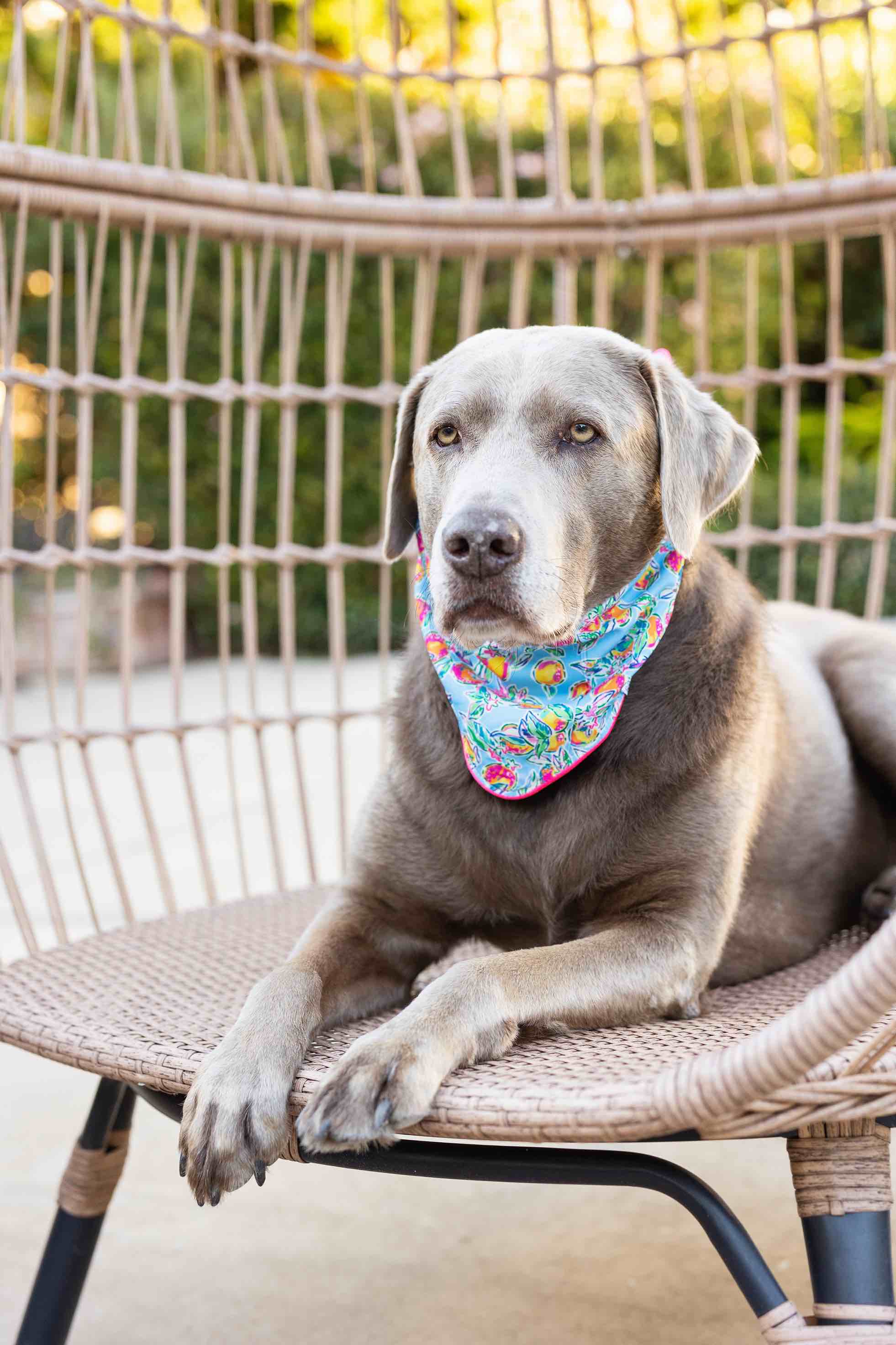 Tillie Dog Bandana | Pink Papyrus