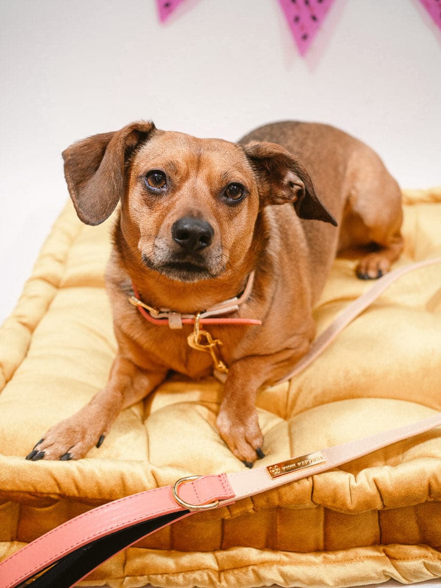 Lola Vegan Leather Dog Leash