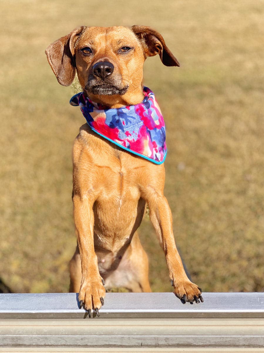 Koko Dog Bandana