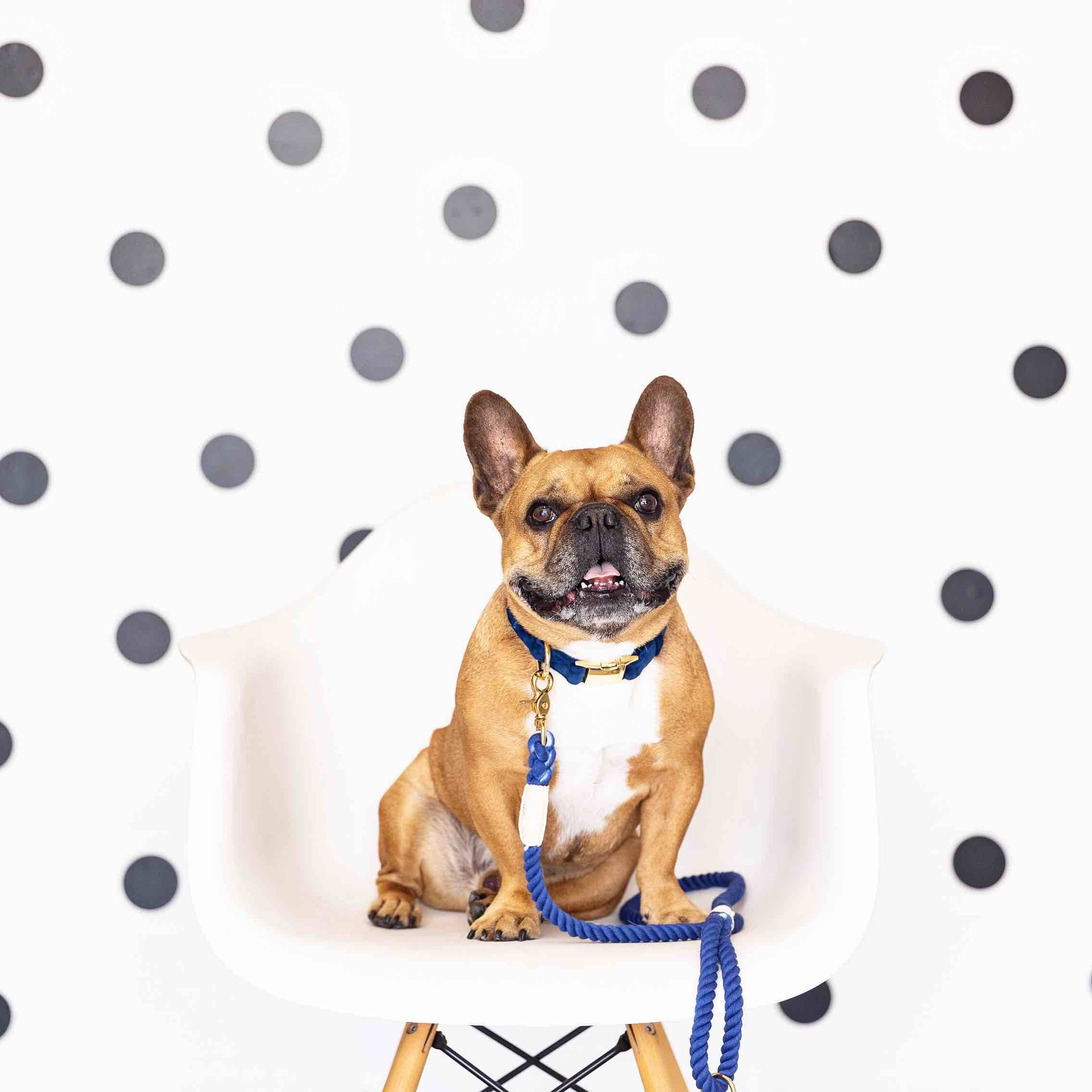 Tatum Rope Dog Leash | Pink Papyrus