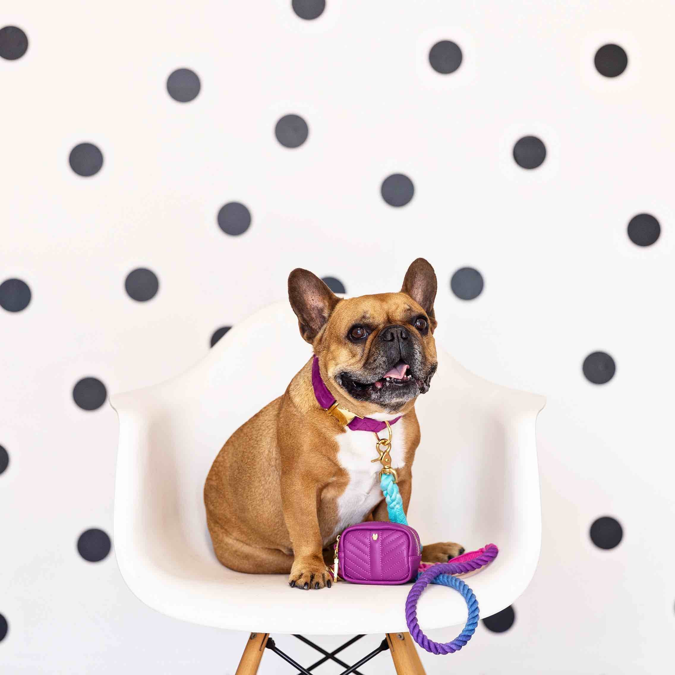 Harper Waste Bag Holder & Treat Pouch