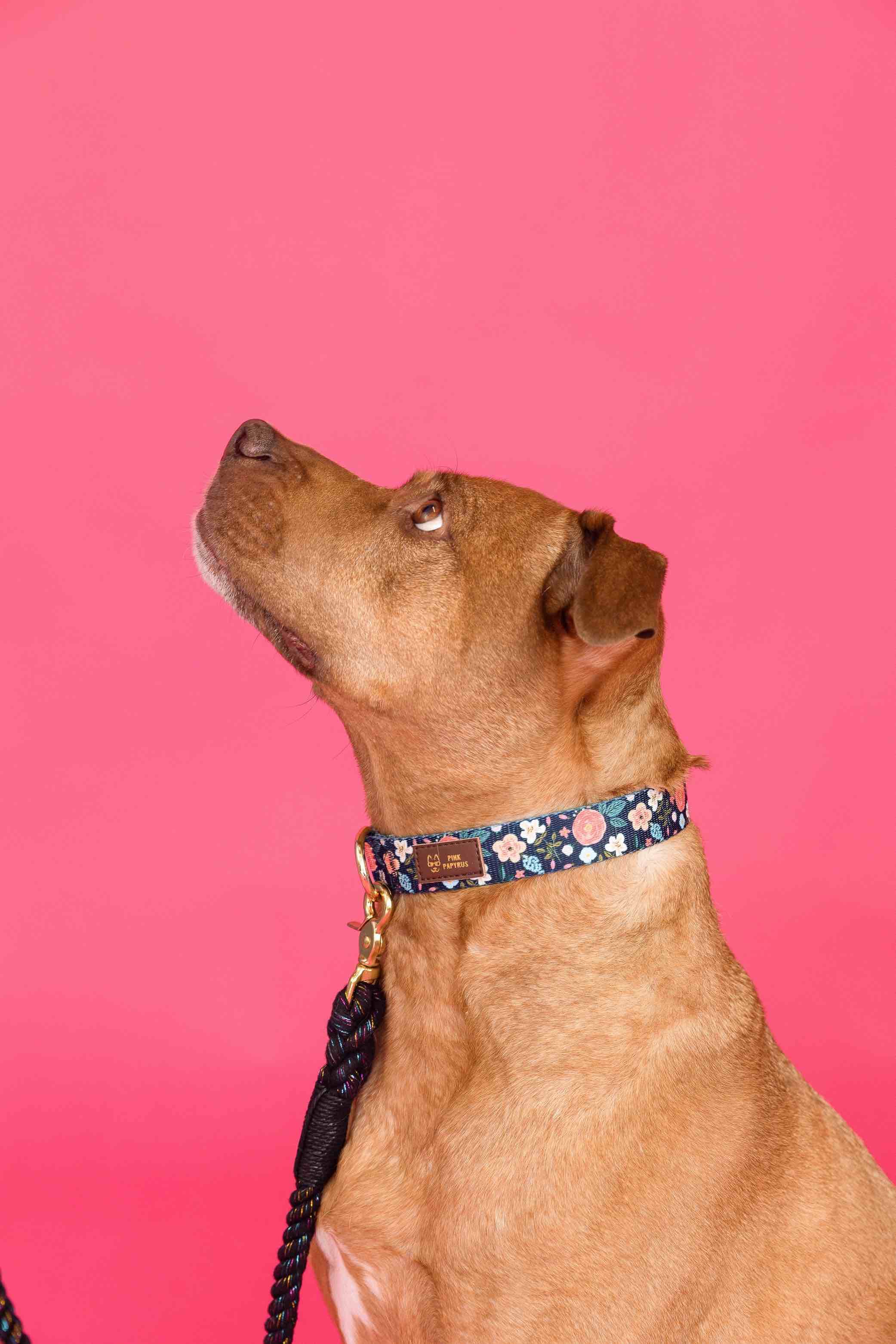 Riley Dog Collar | Pink Papyrus