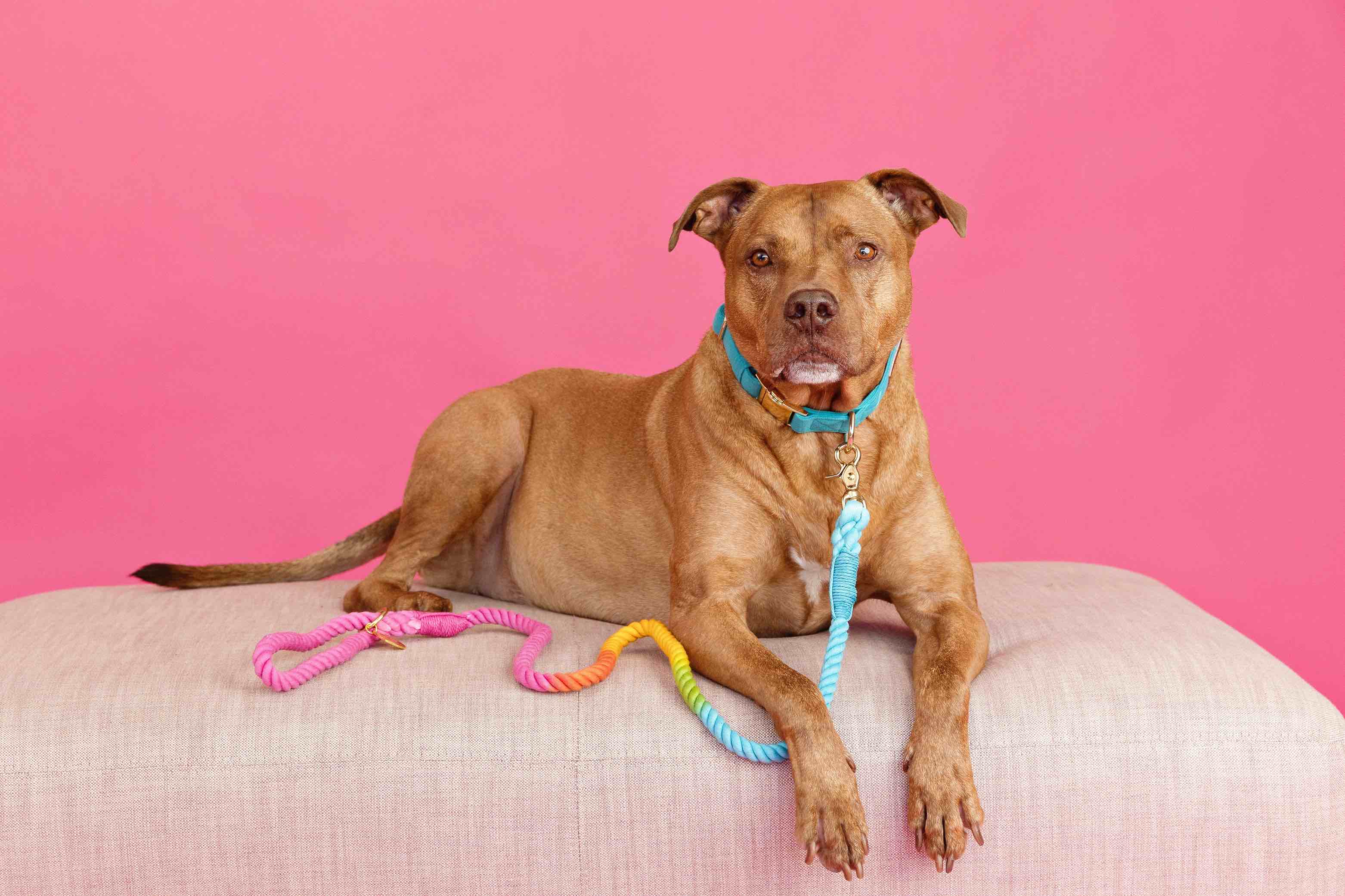 Hayden Dog Collar | Pink Papyrus