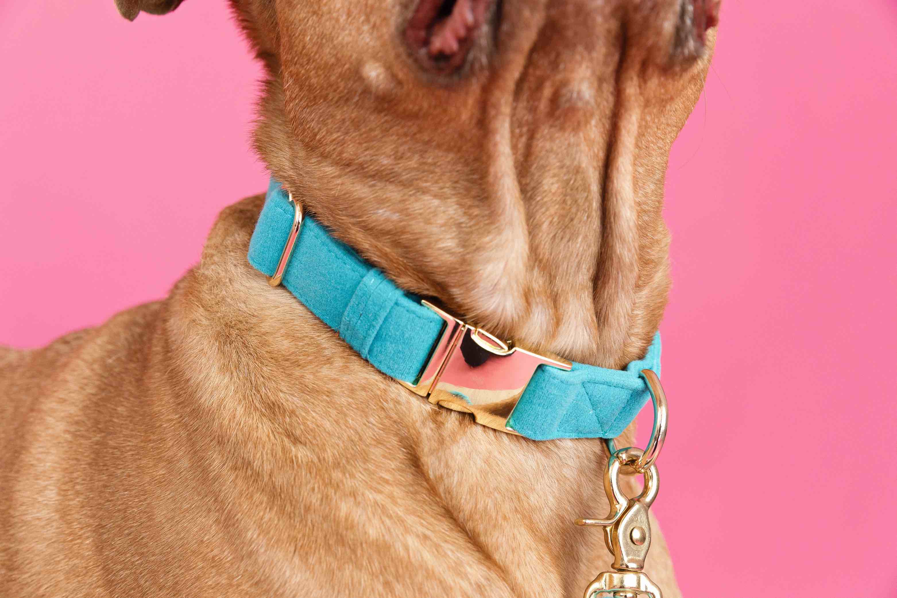 Hayden Dog Collar | Pink Papyrus