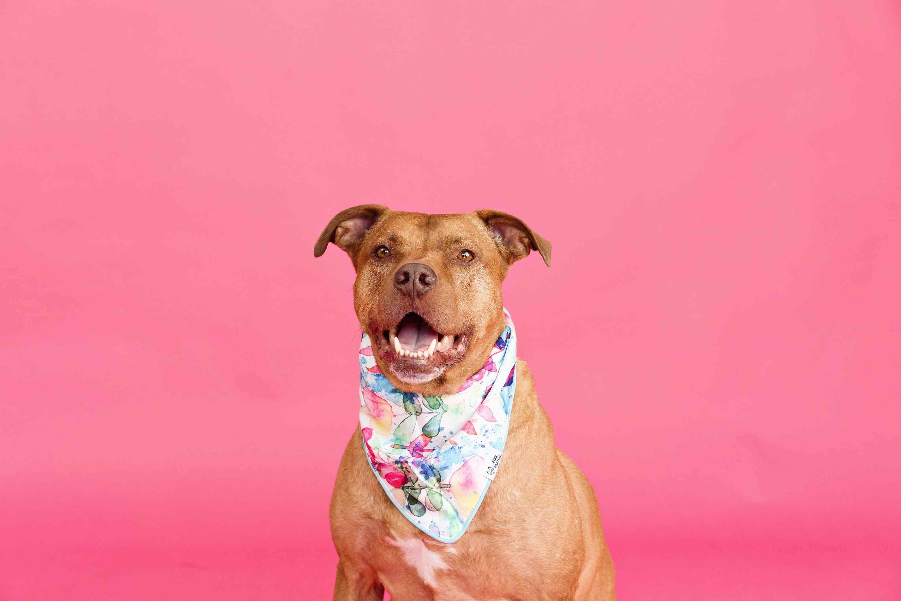 Delilah Dog Bandana | Pink Papyrus