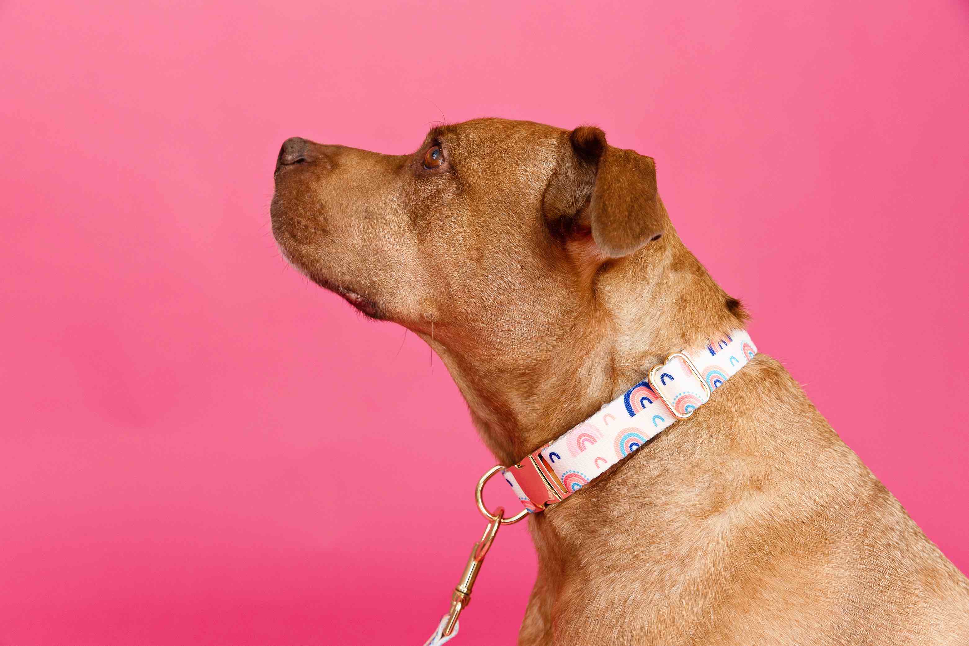 Clarke Dog Collar | Pink Papyrus
