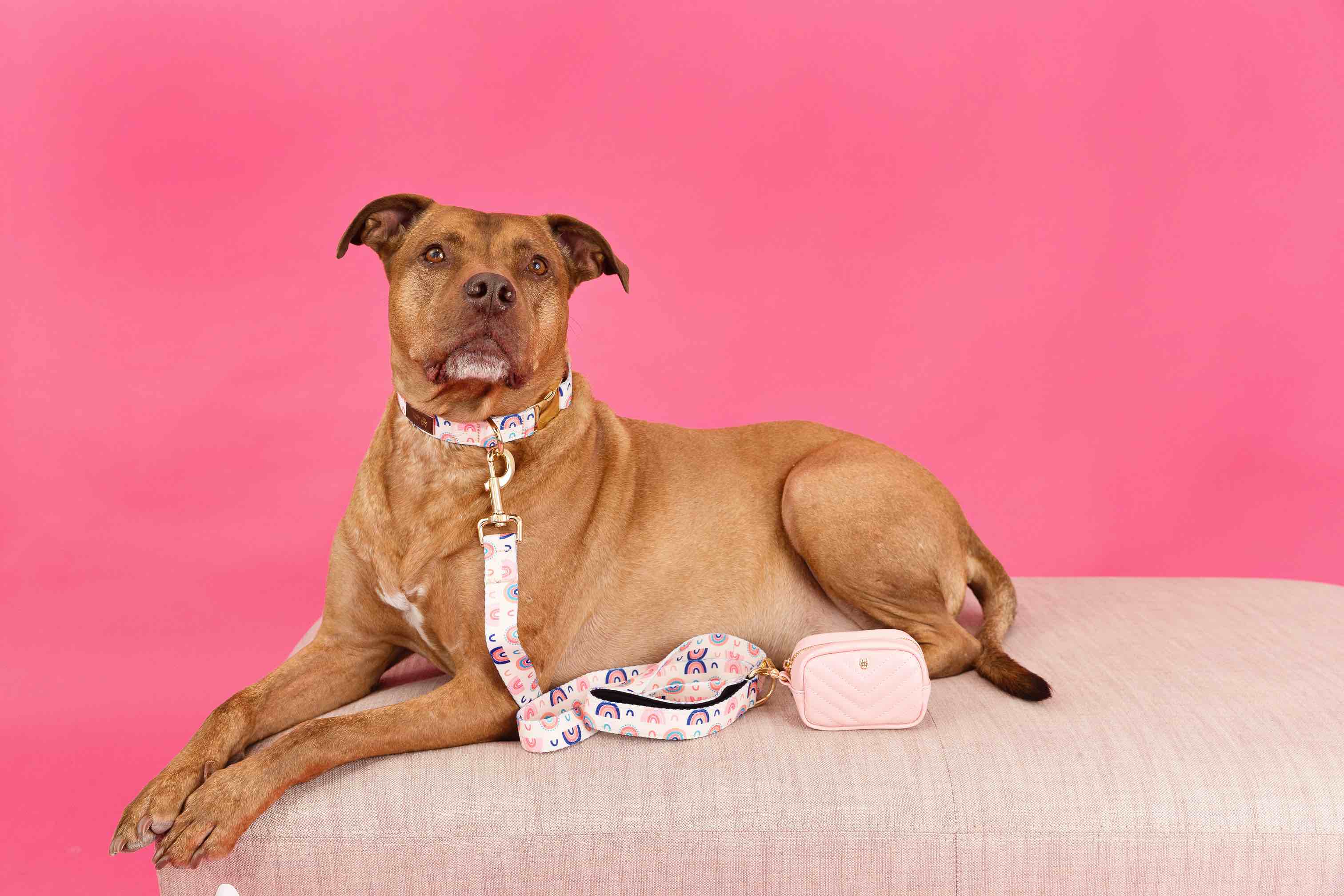 Clarke Dog Collar | Pink Papyrus
