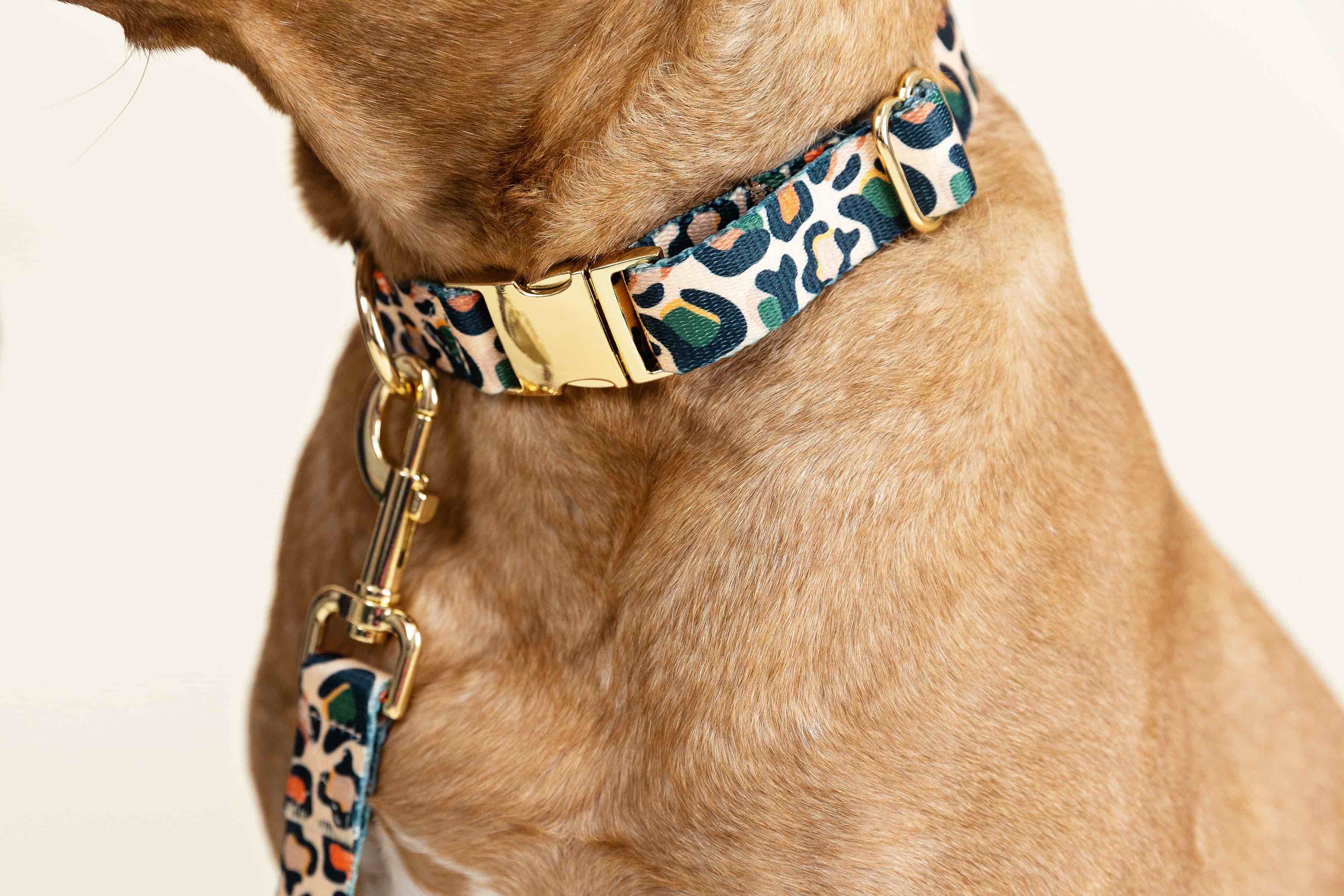 Beckett Dog Collar | Pink Papyrus