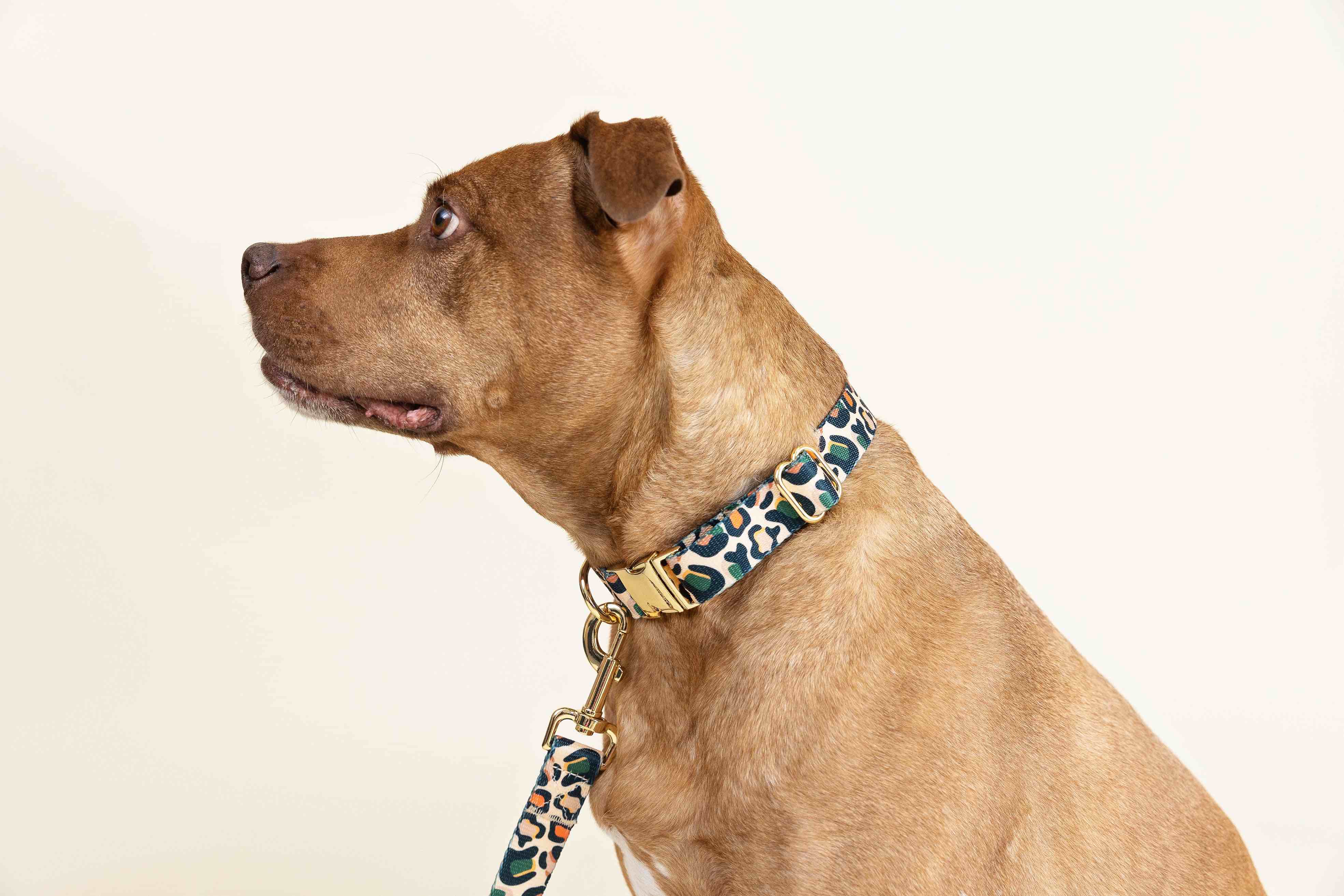 Beckett Dog Collar