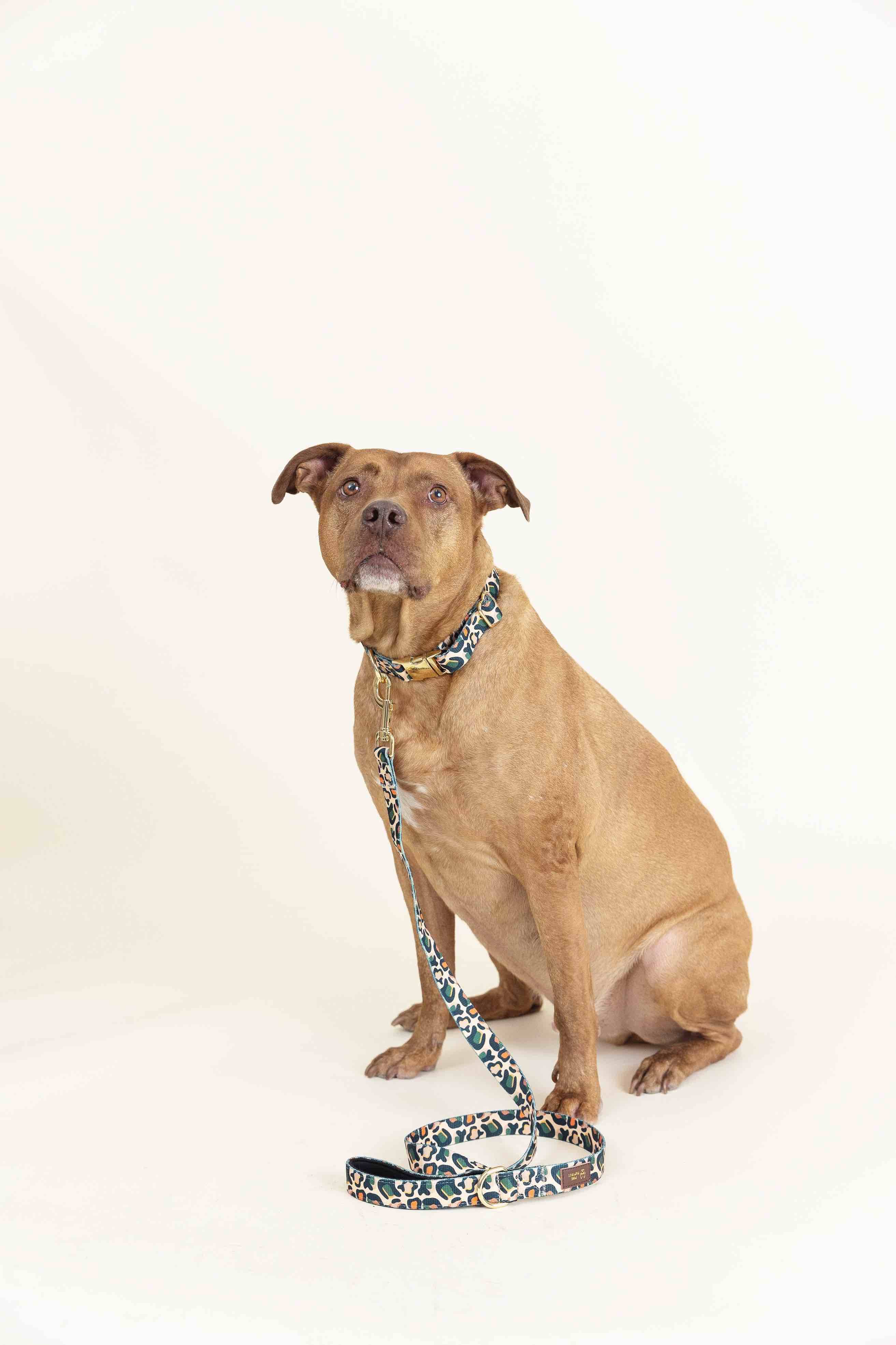 Beckett Dog Leash | Pink Papyrus