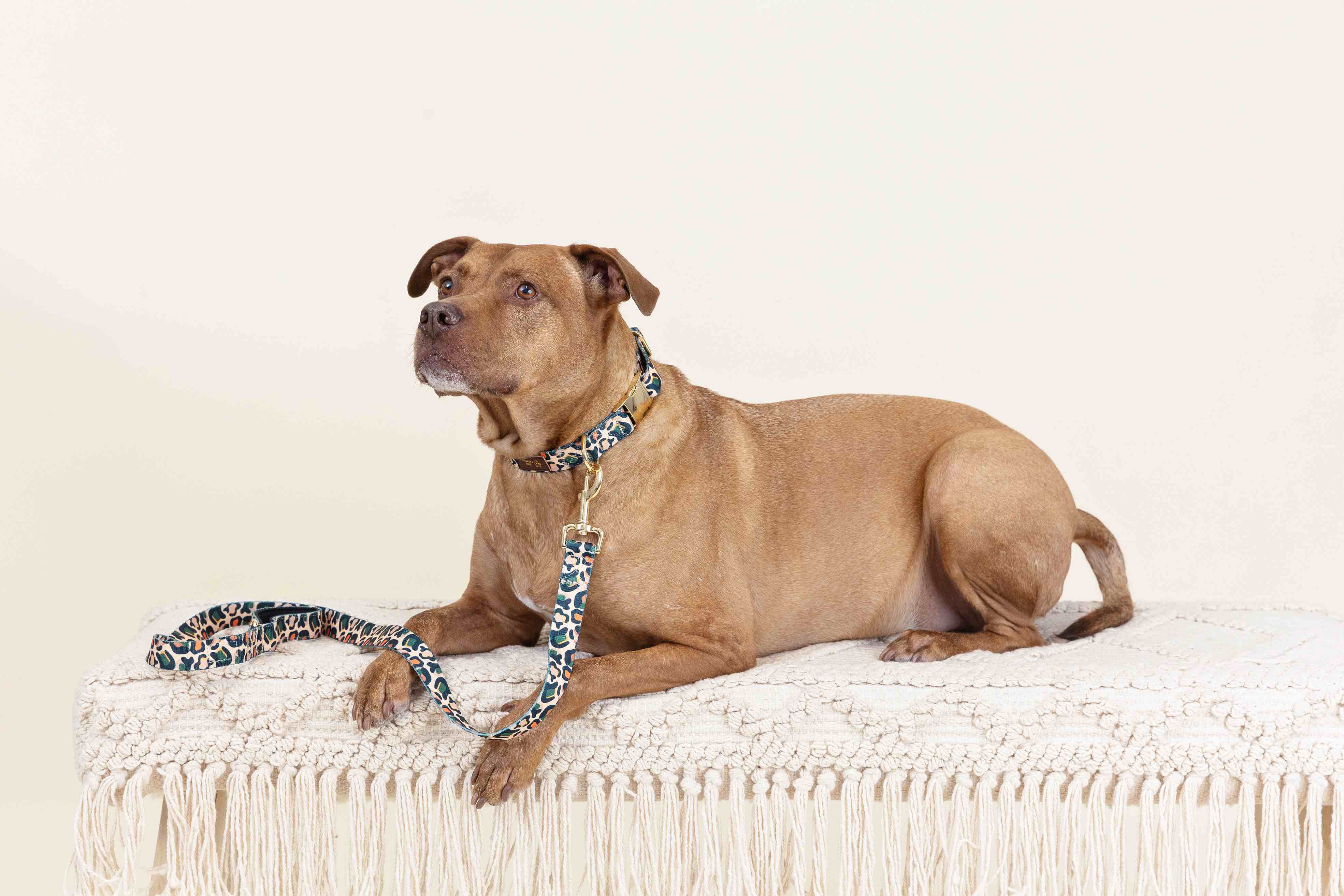 Beckett Dog Leash | Pink Papyrus