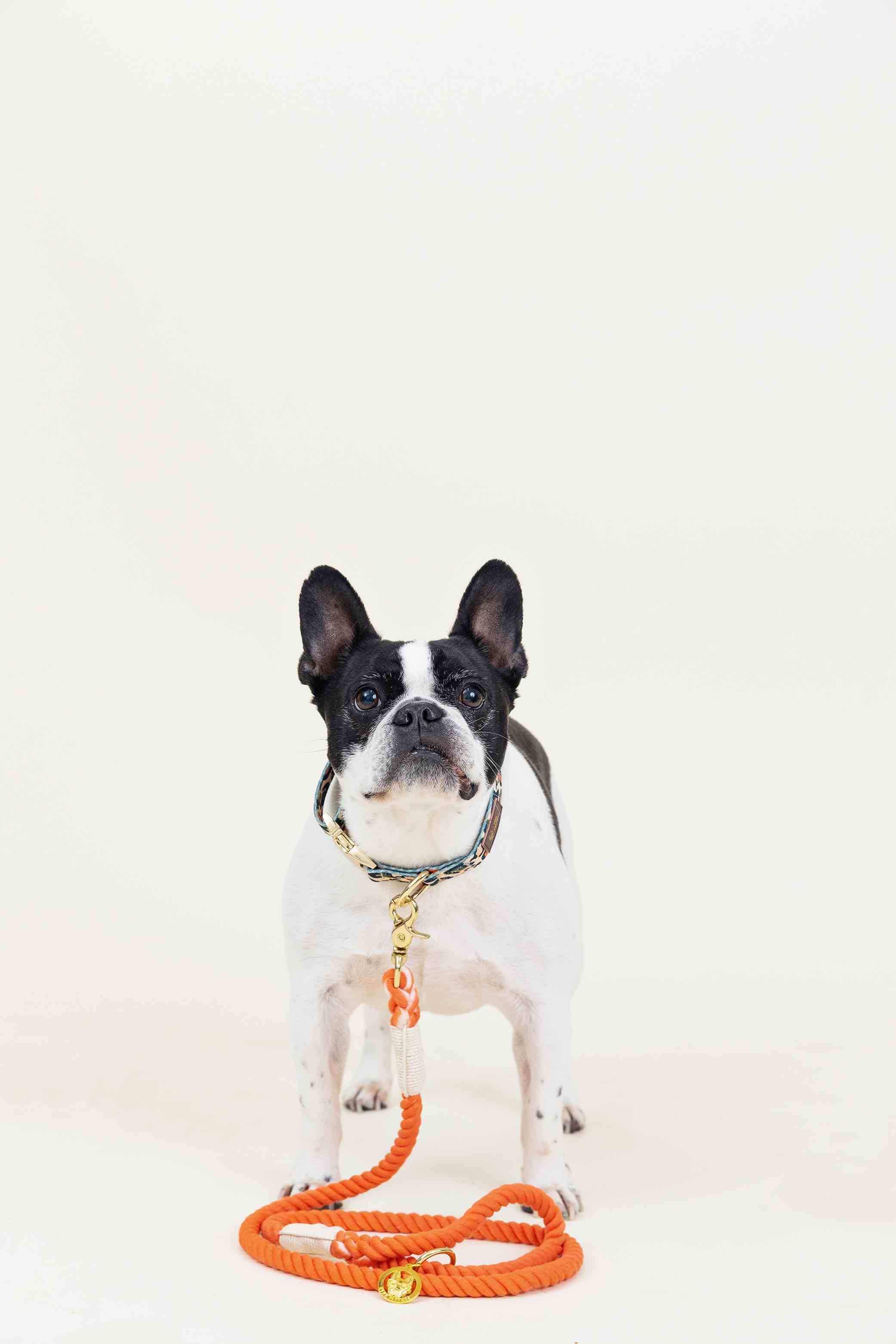 Cora Rope Dog Leash | Pink Papyrus