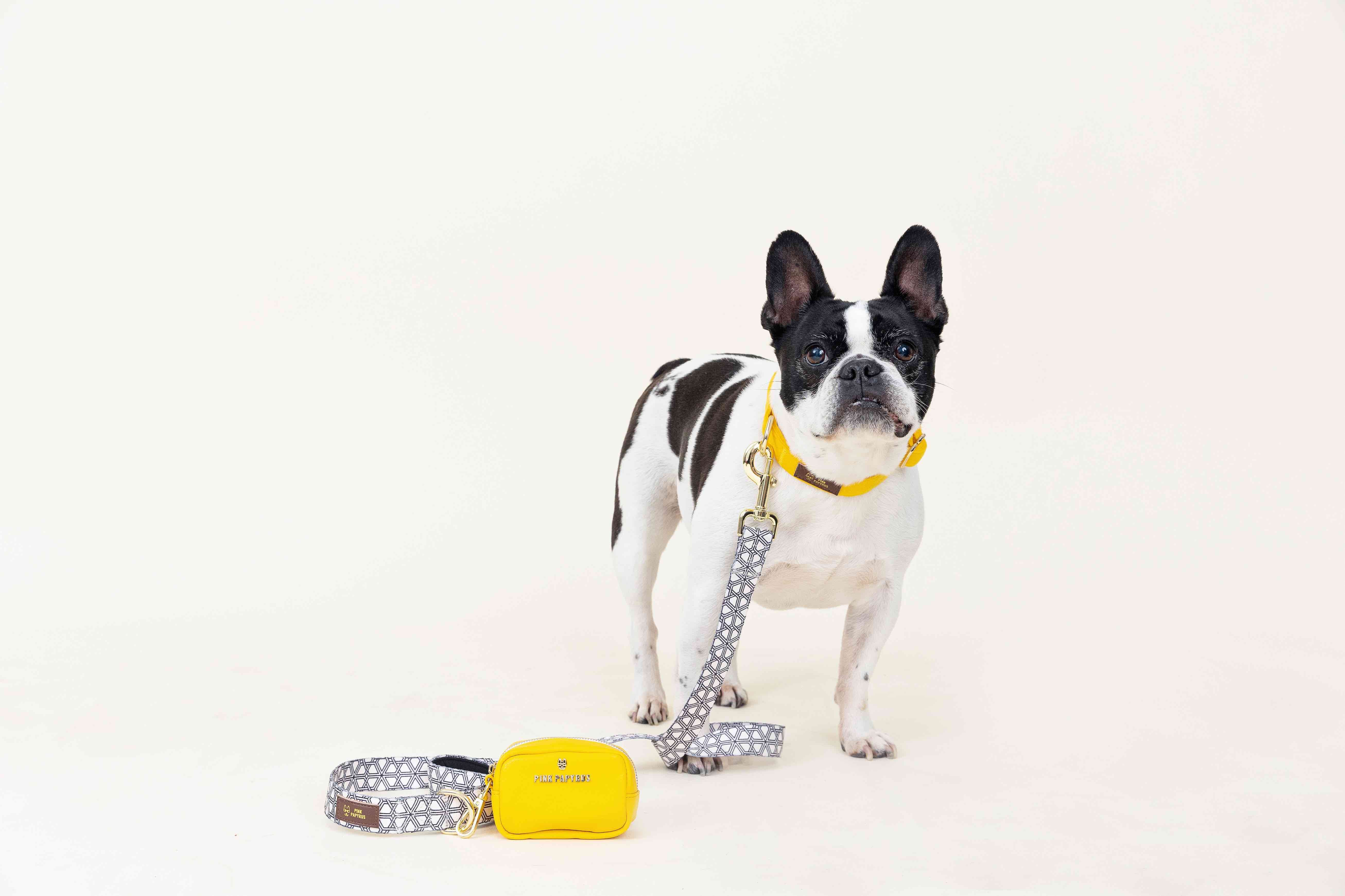Avery Dog Leash | Pink Papyrus