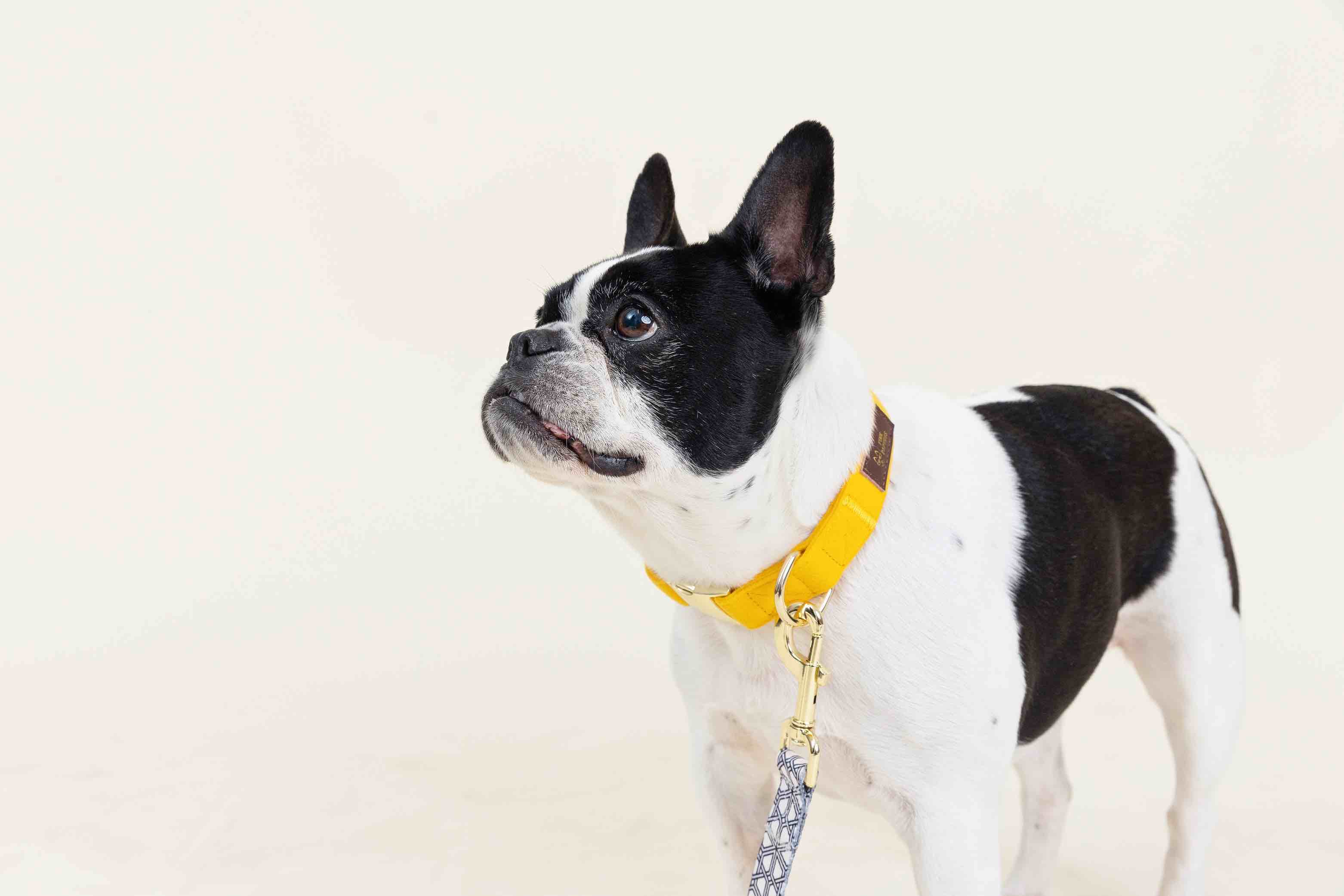 Nova Dog Collar | Pink Papyrus