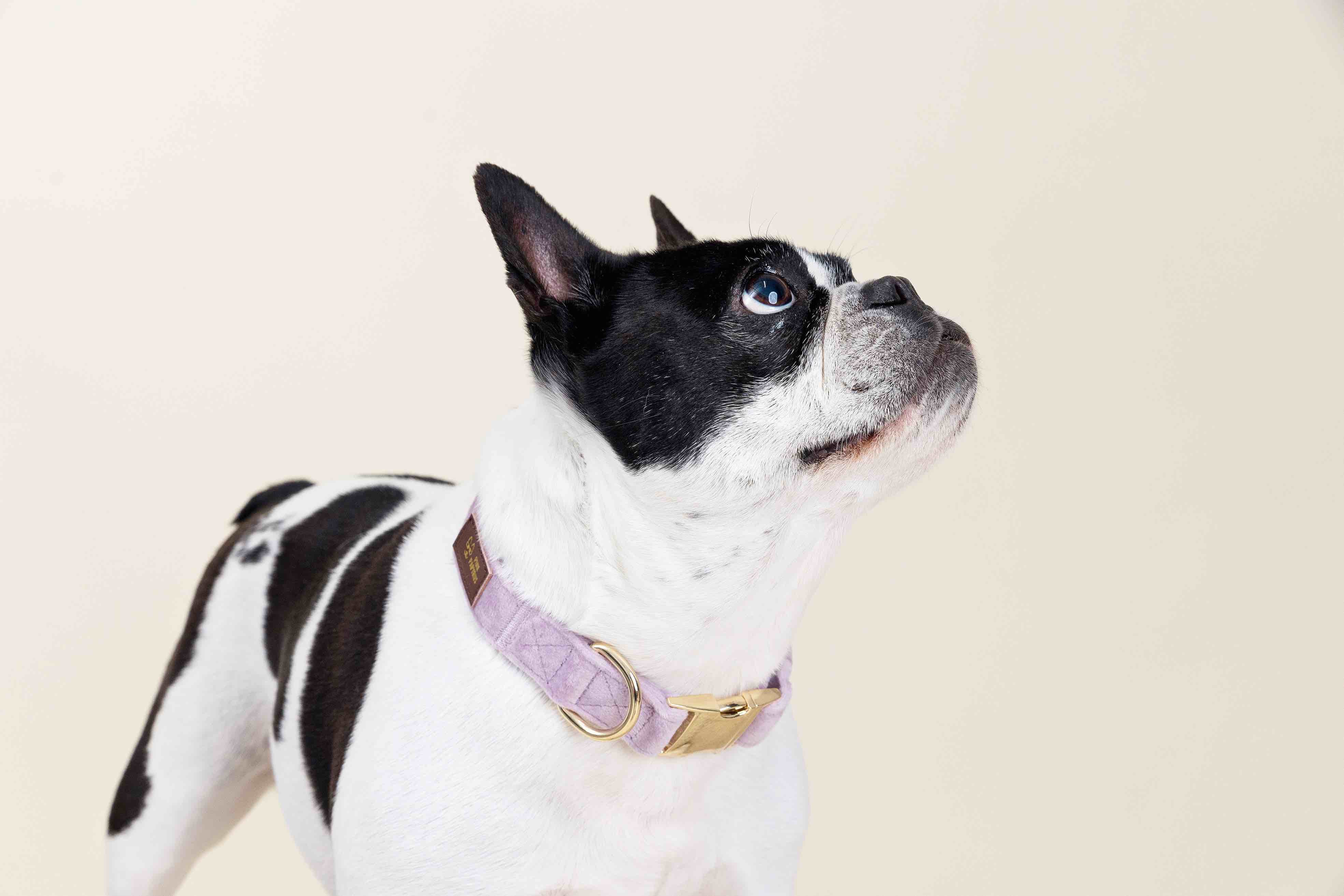 Billie Dog Collar | Pink Papyrus
