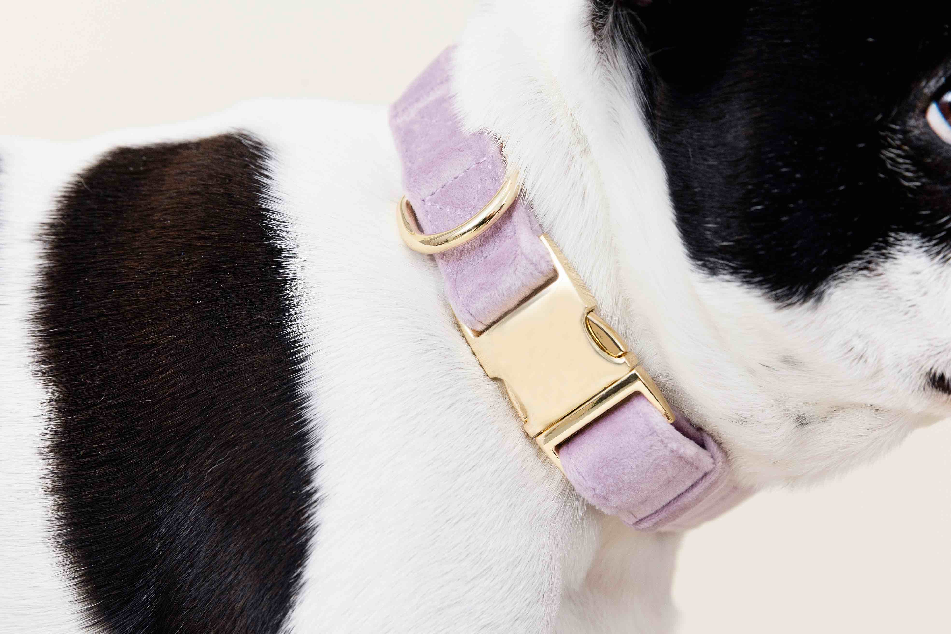 Billie Dog Collar | Pink Papyrus