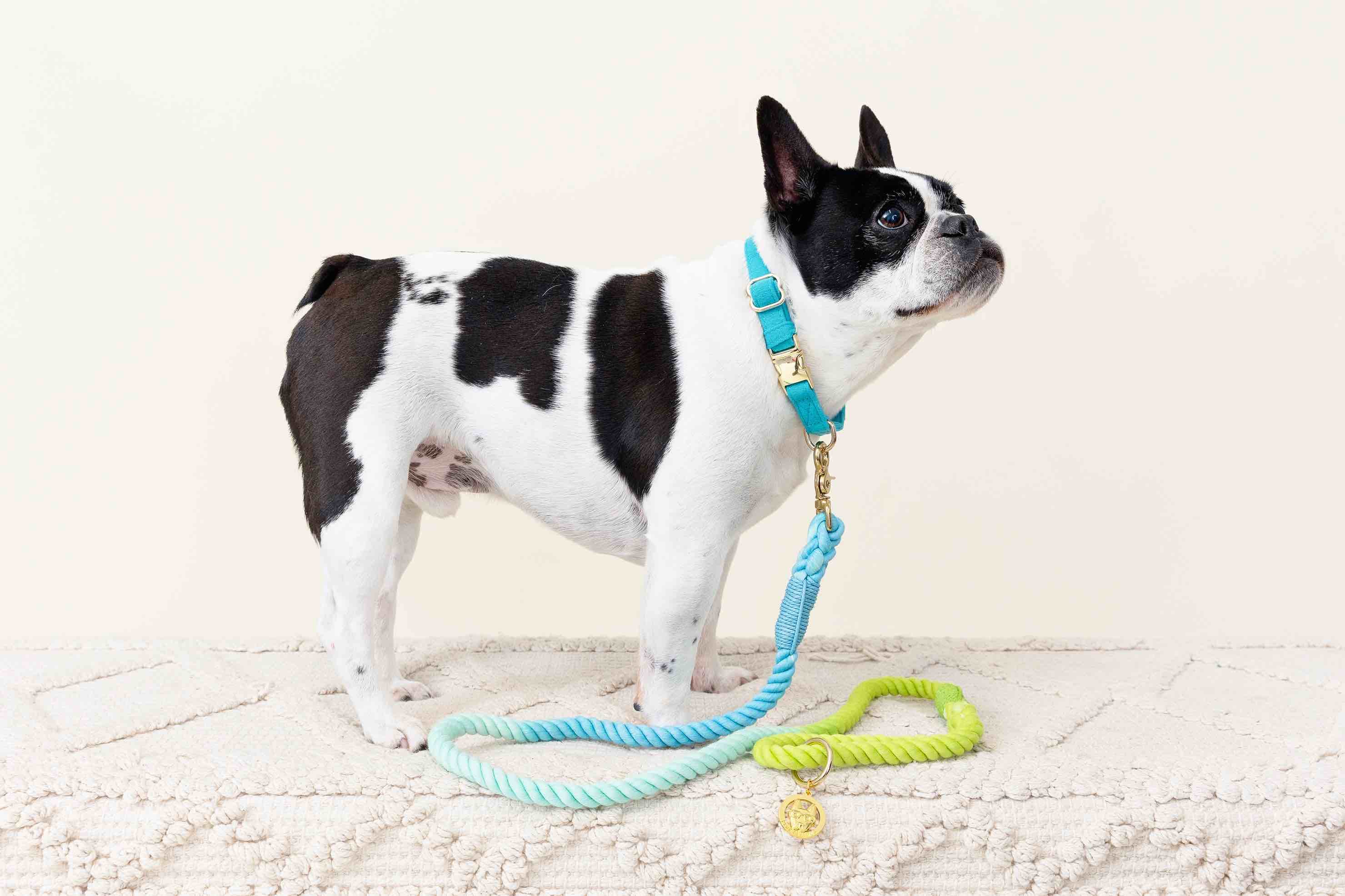 Hayden Dog Collar | Pink Papyrus