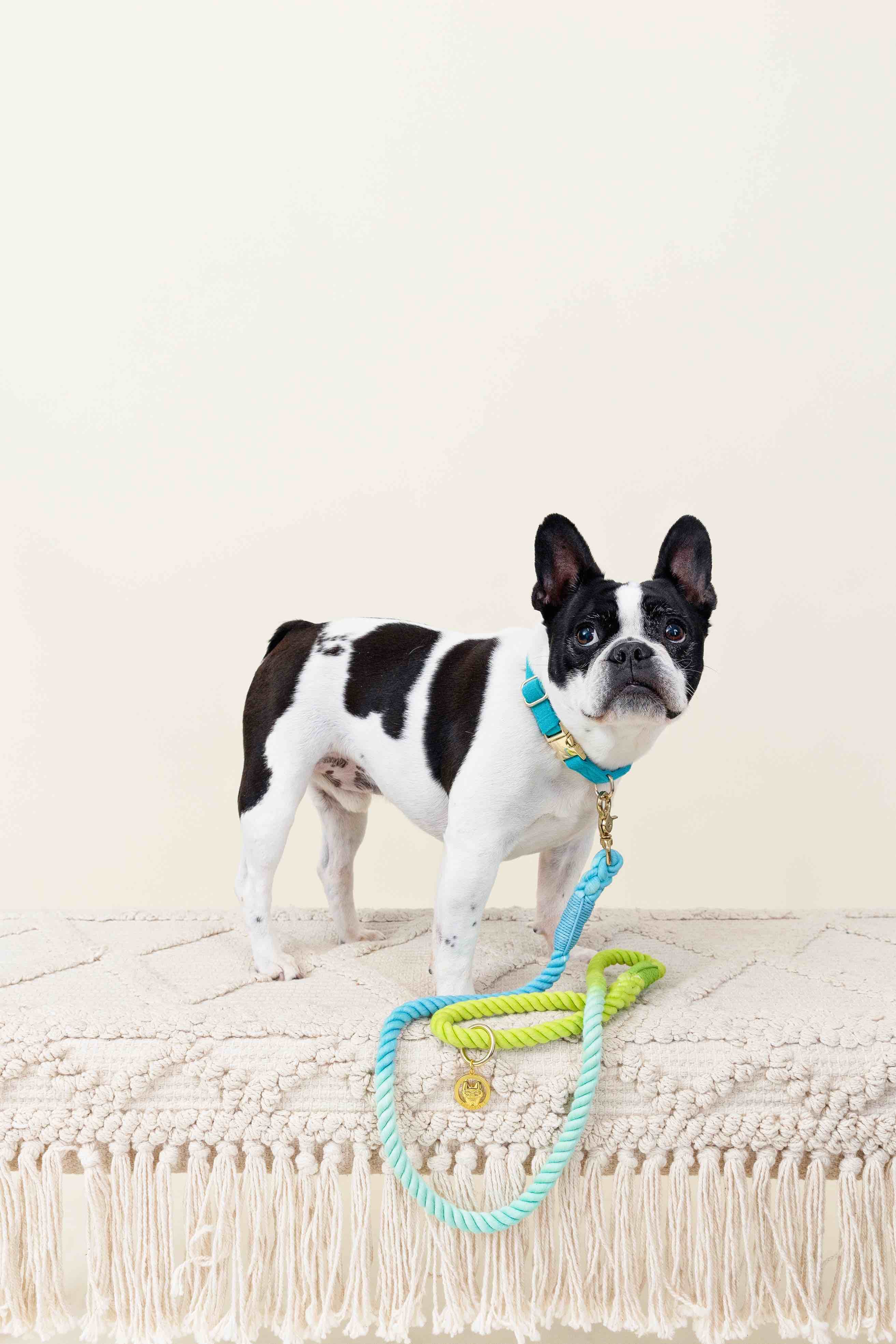 Alexandria Rope Dog Leash | Pink Papyrus