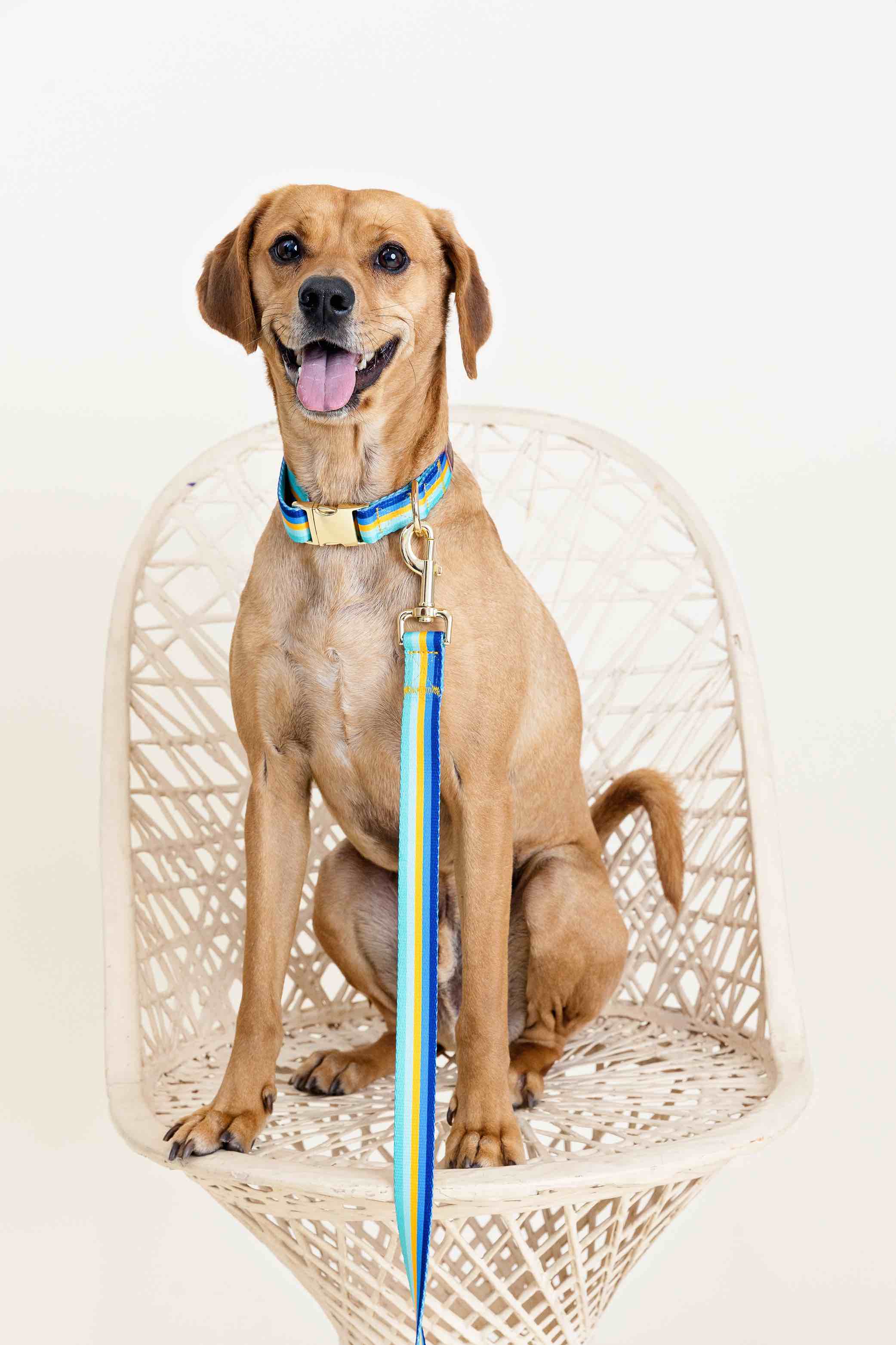Milo Dog Leash | Pink Papyrus