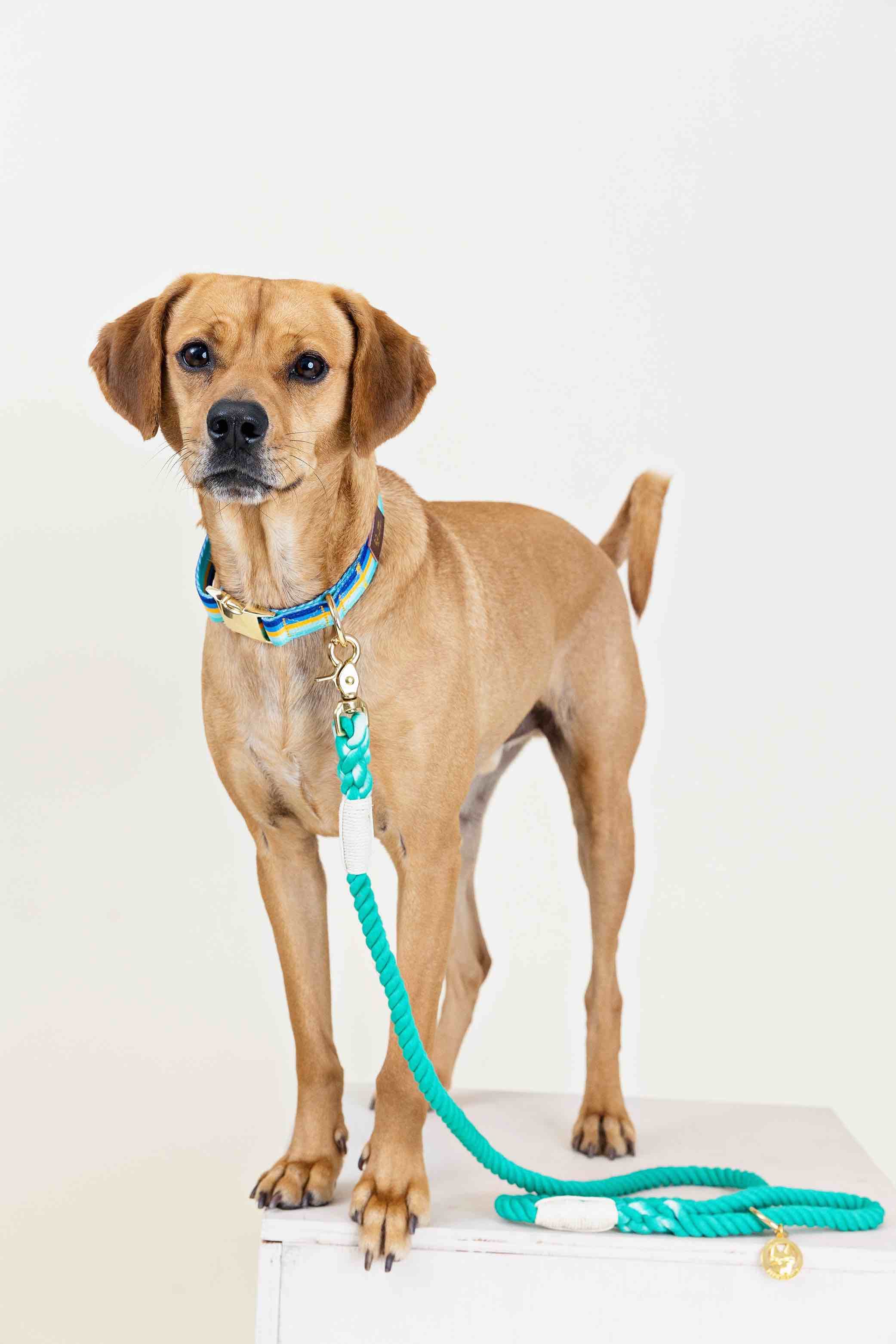 Ariel Rope Dog Leash | Pink Papyrus