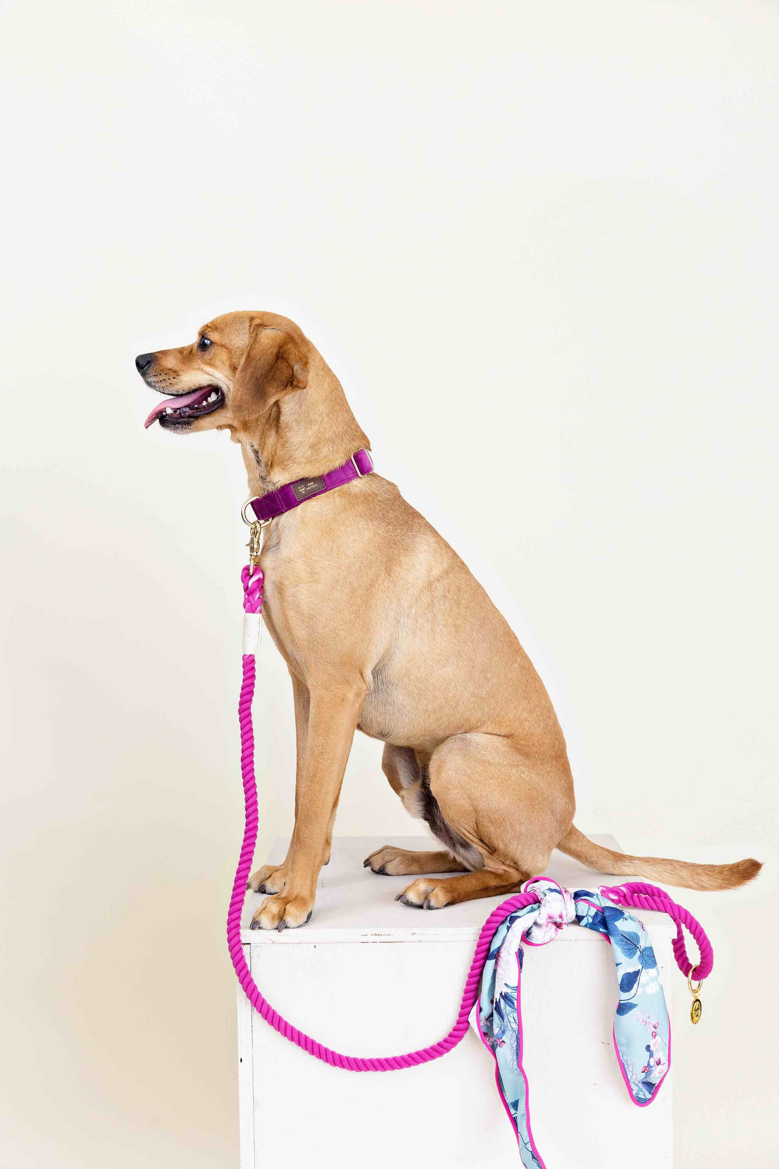 Bree Rope Dog Leash | Pink Papyrus