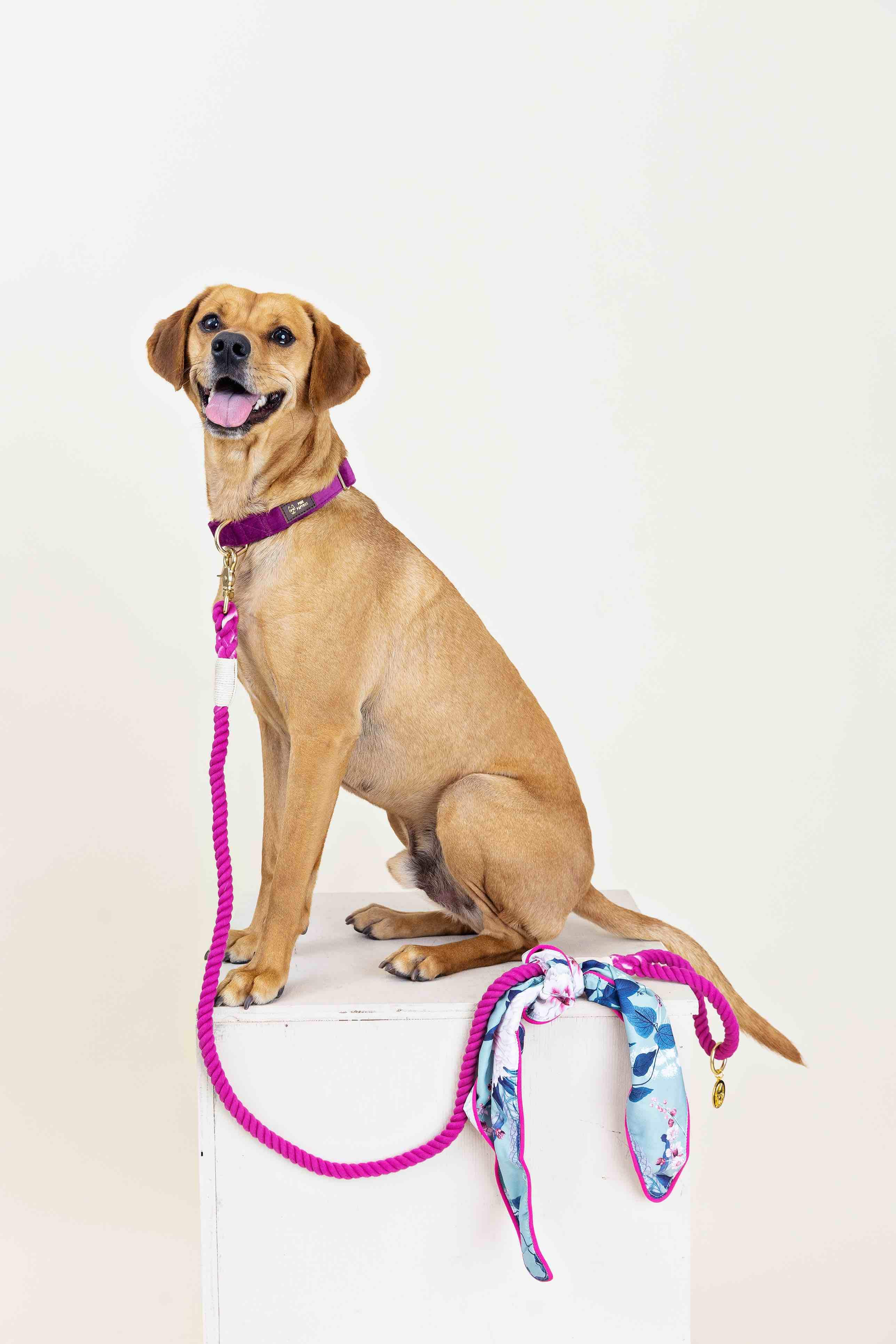 Bree Rope Dog Leash | Pink Papyrus