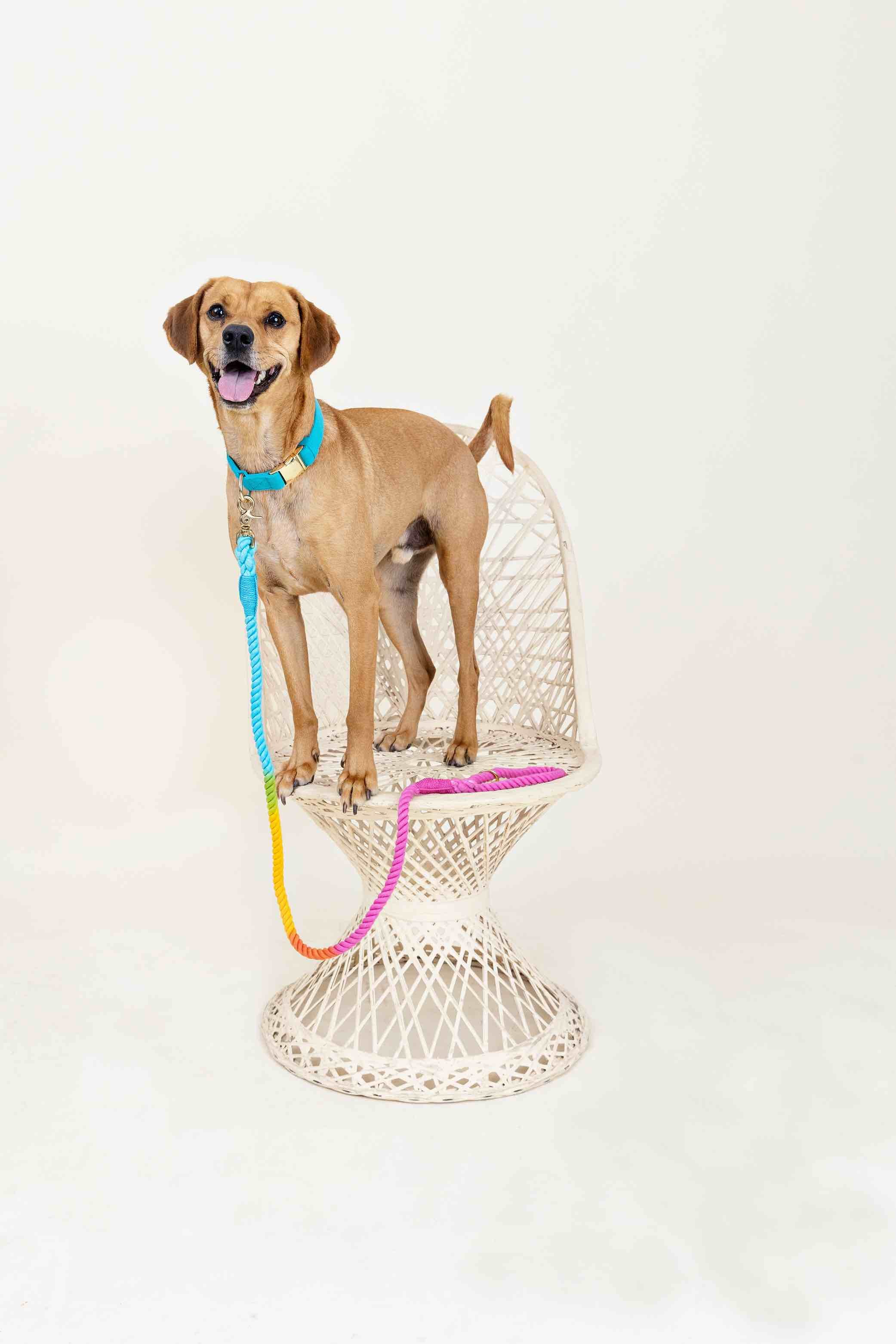 Marley Rope Dog Leash