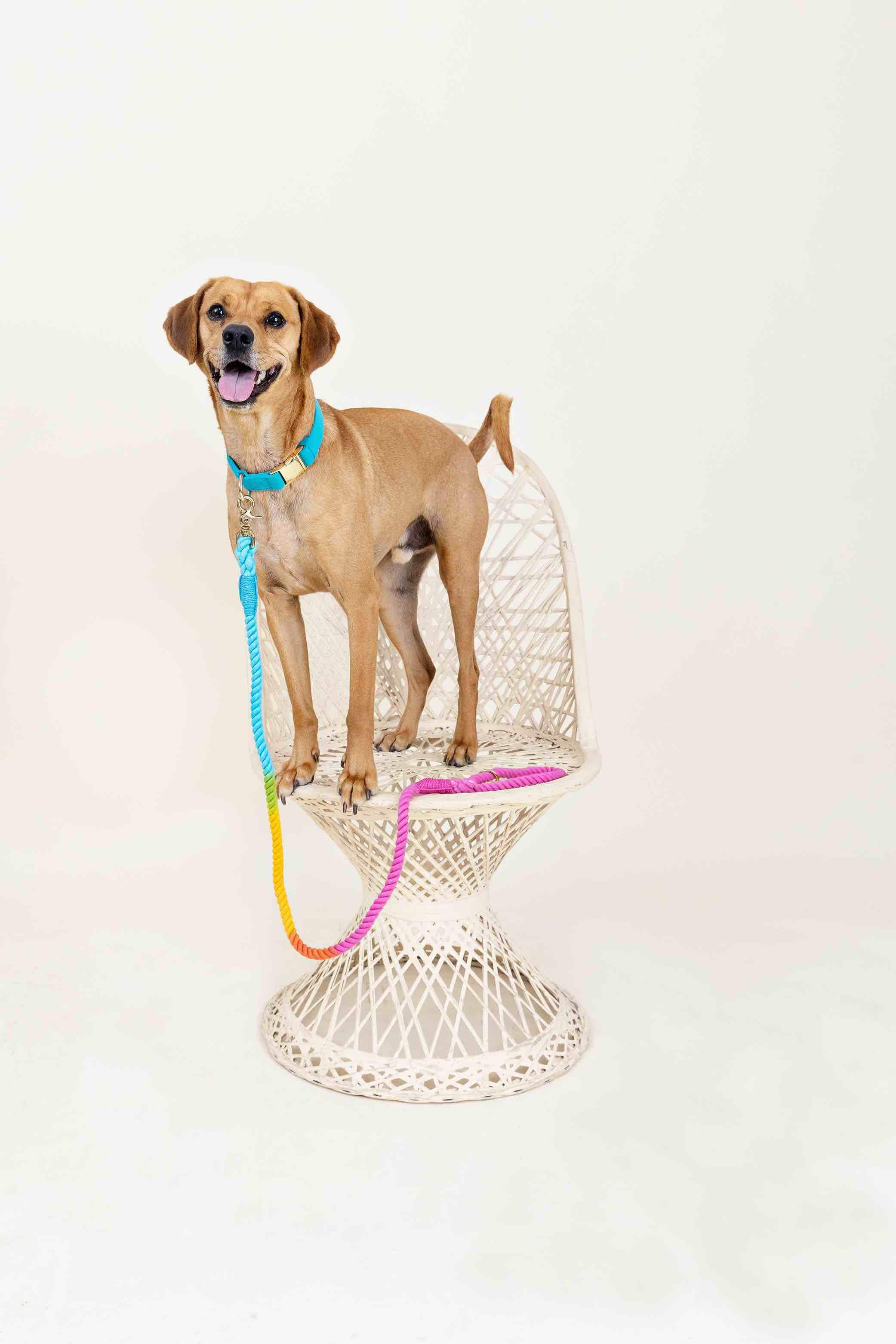 Marley Rope Dog Leash | Pink Papyrus