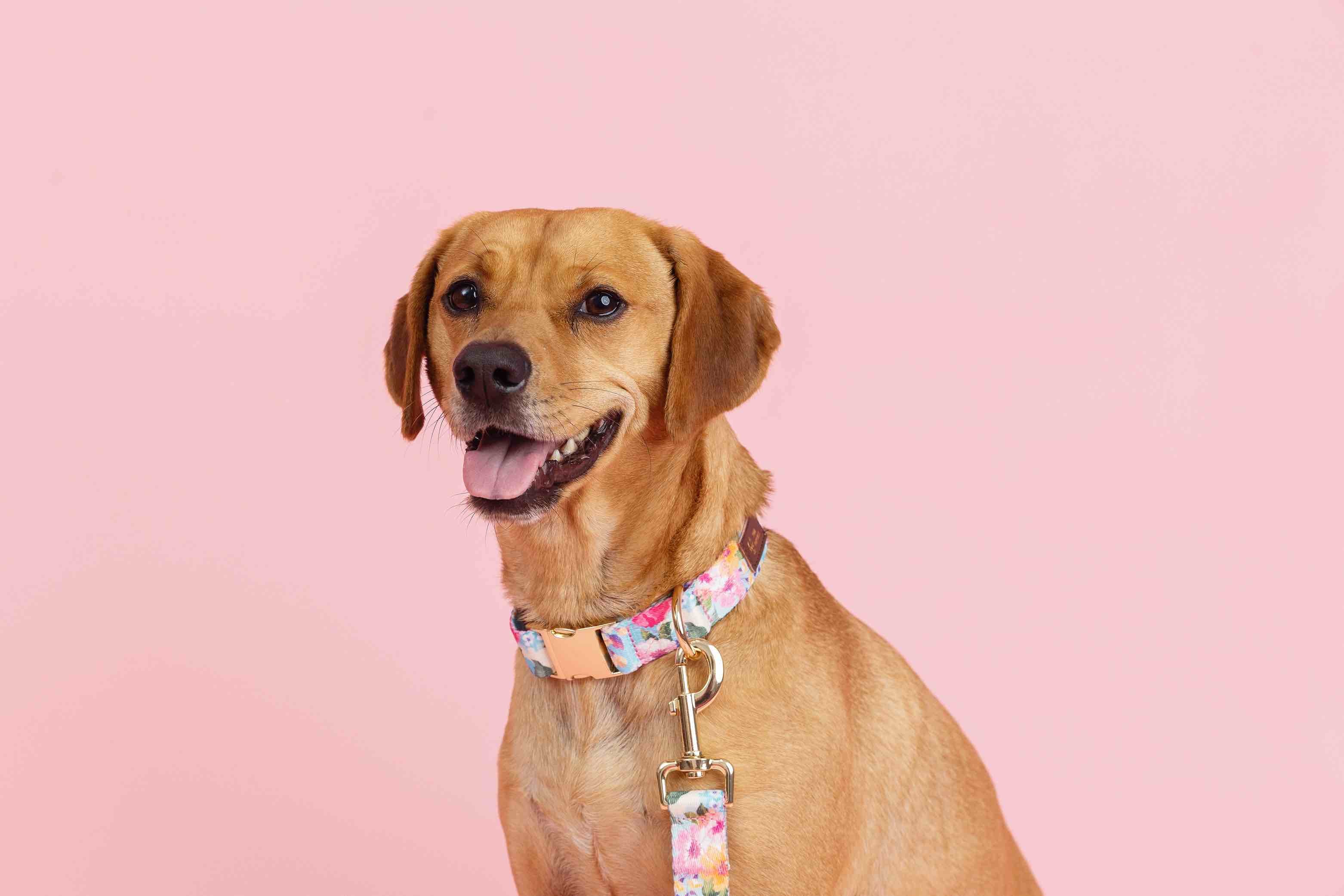 Emery Dog Collar