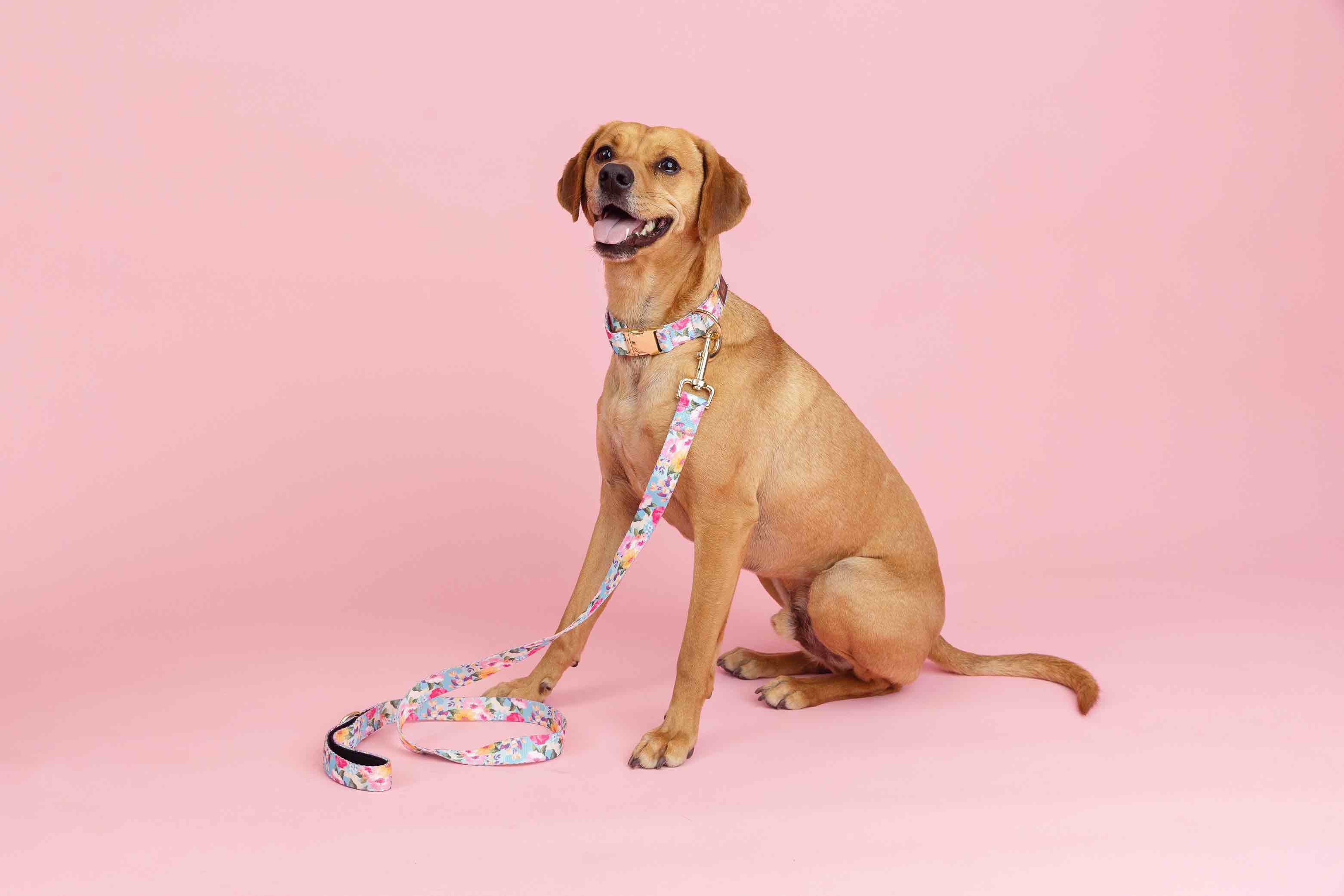 Emery Dog Leash | Pink Papyrus