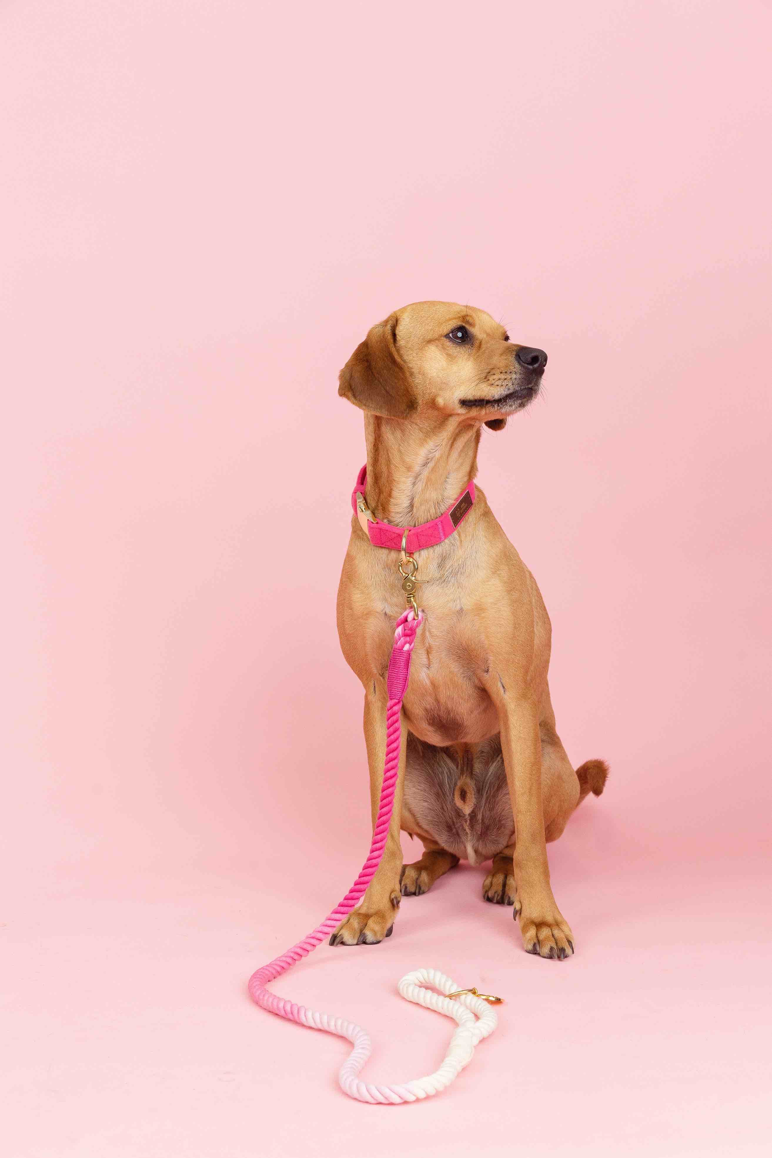 Maggie Rope Dog Leash | Pink Papyrus