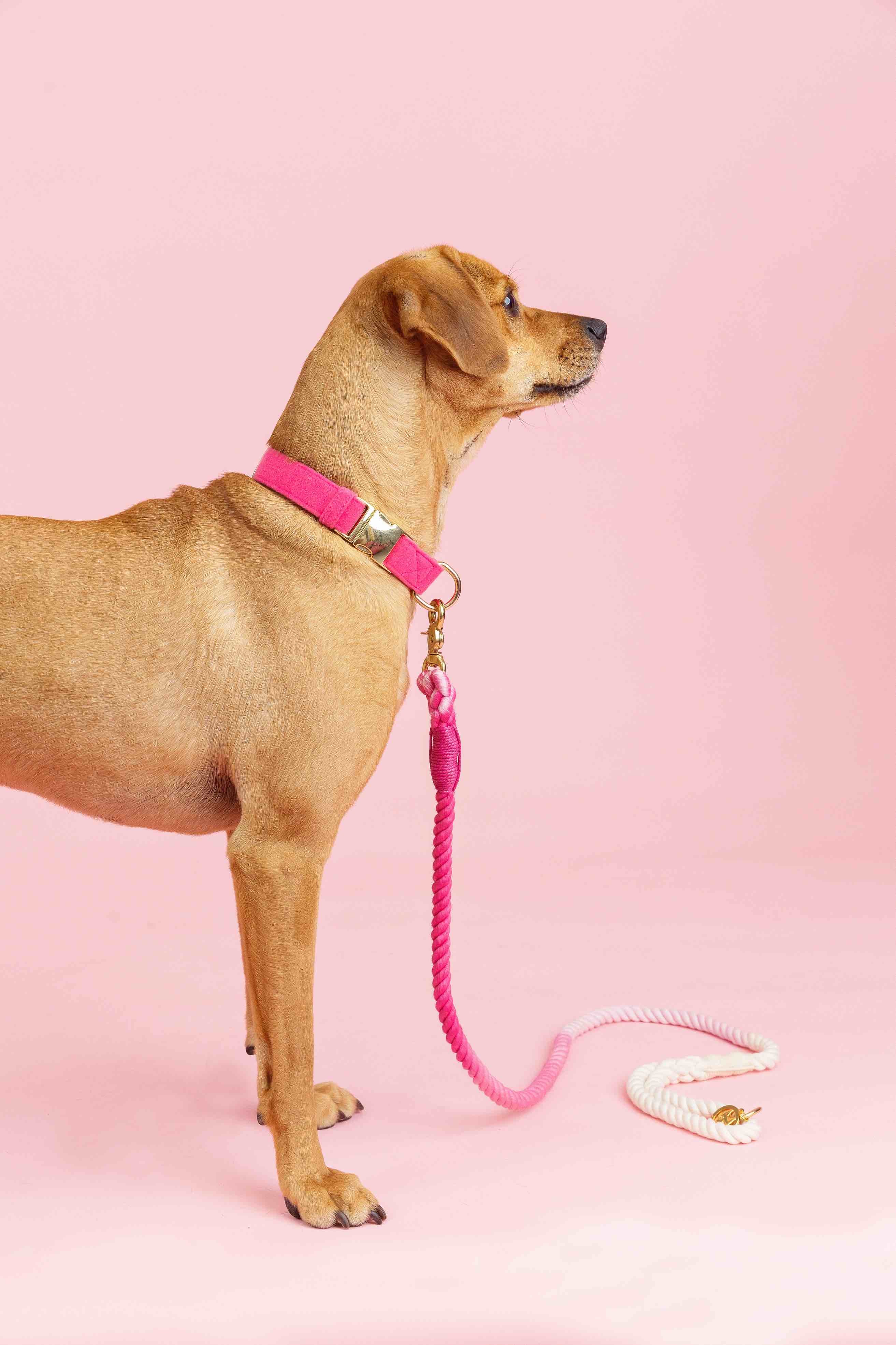 Antoinette Dog Collar