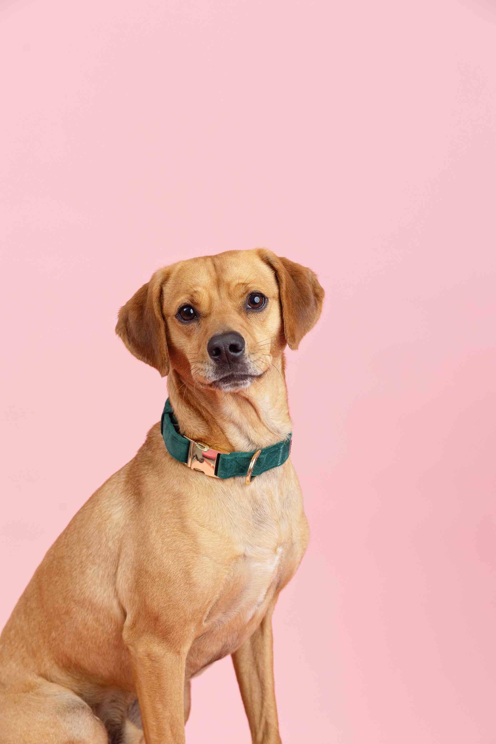 Rue Dog Collar | Pink Papyrus