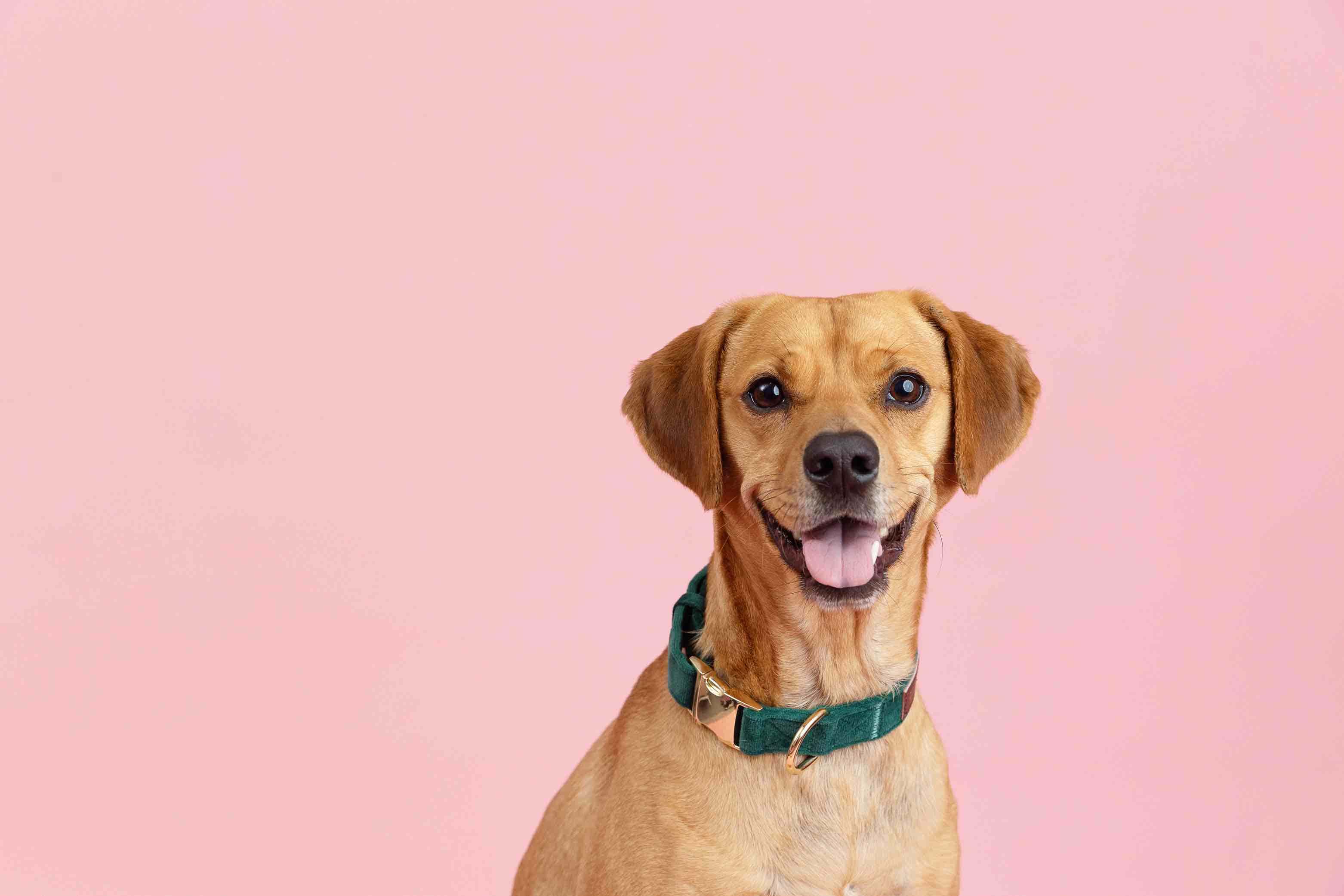 Rue Dog Collar | Pink Papyrus