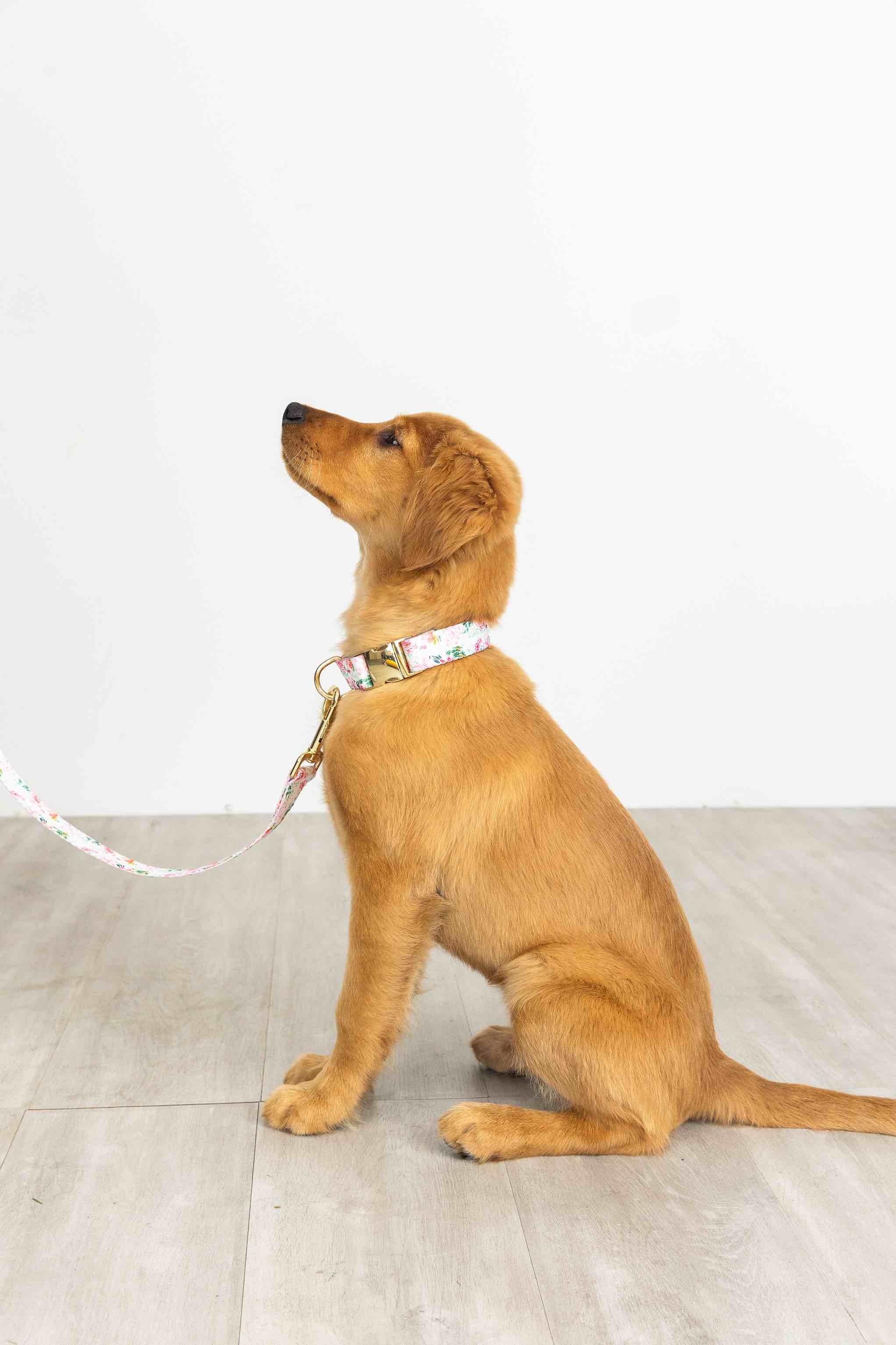 Isabella Dog Collar
