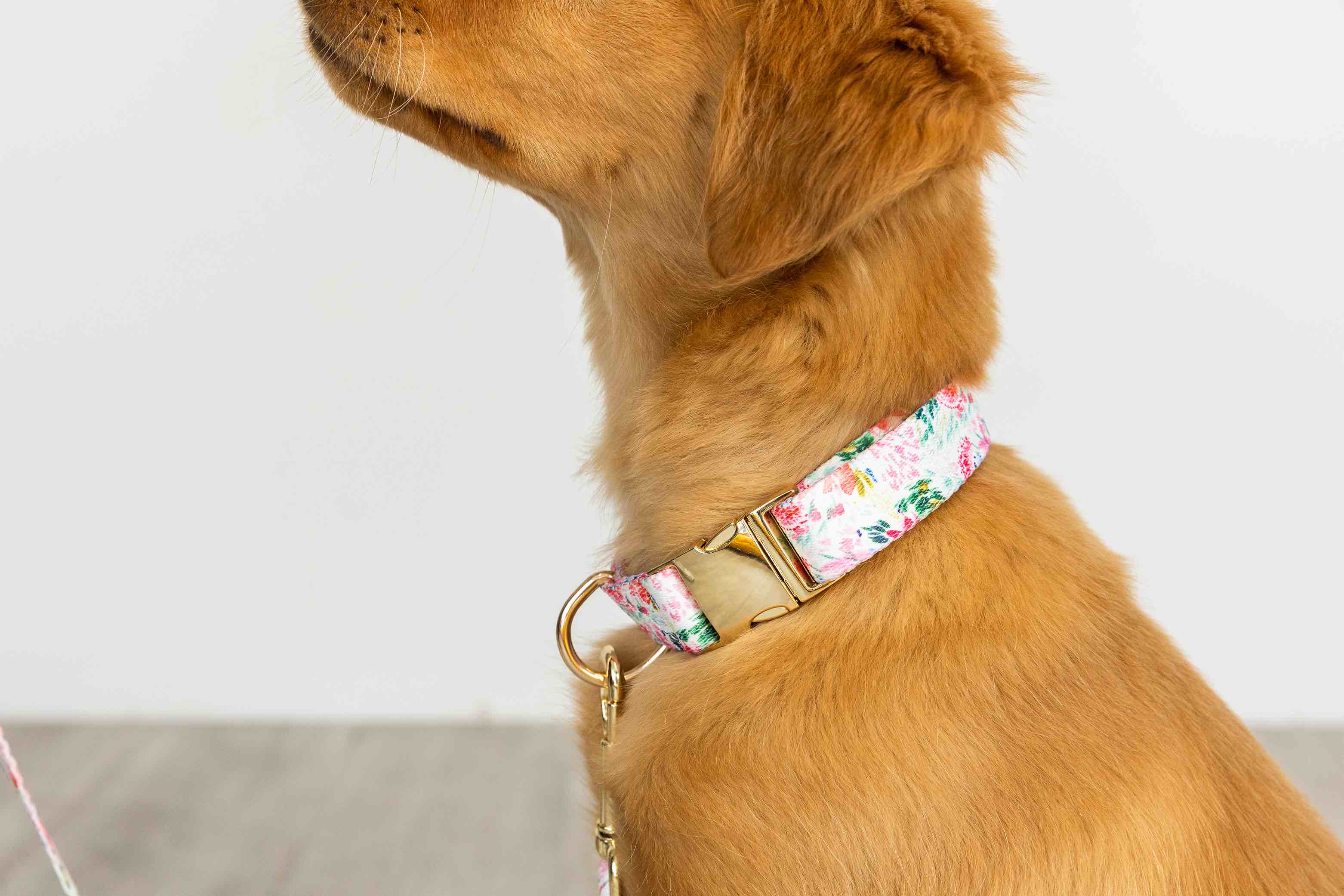 Isabella Dog Collar